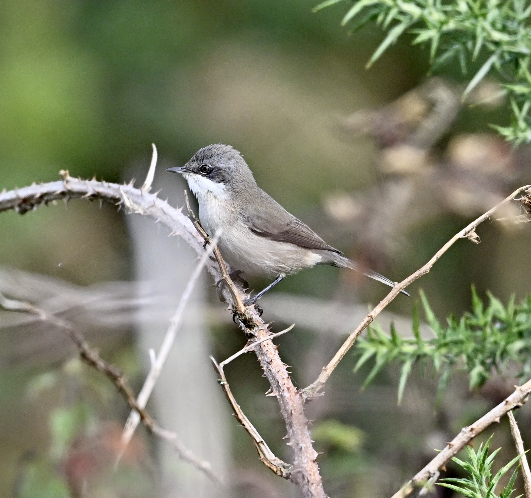 Lesser Whitethroat - 22-09-2024