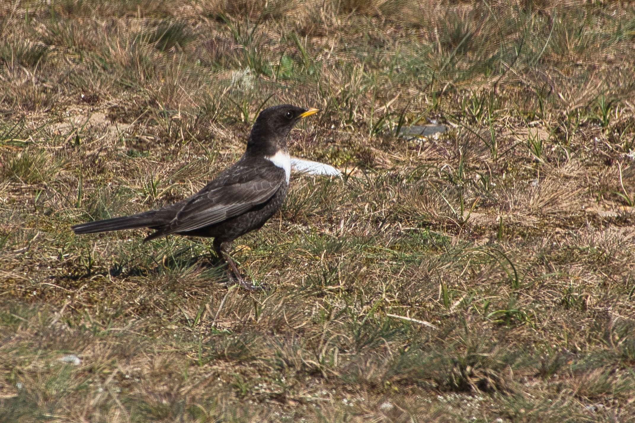 Ring Ouzel - 07-04-2026