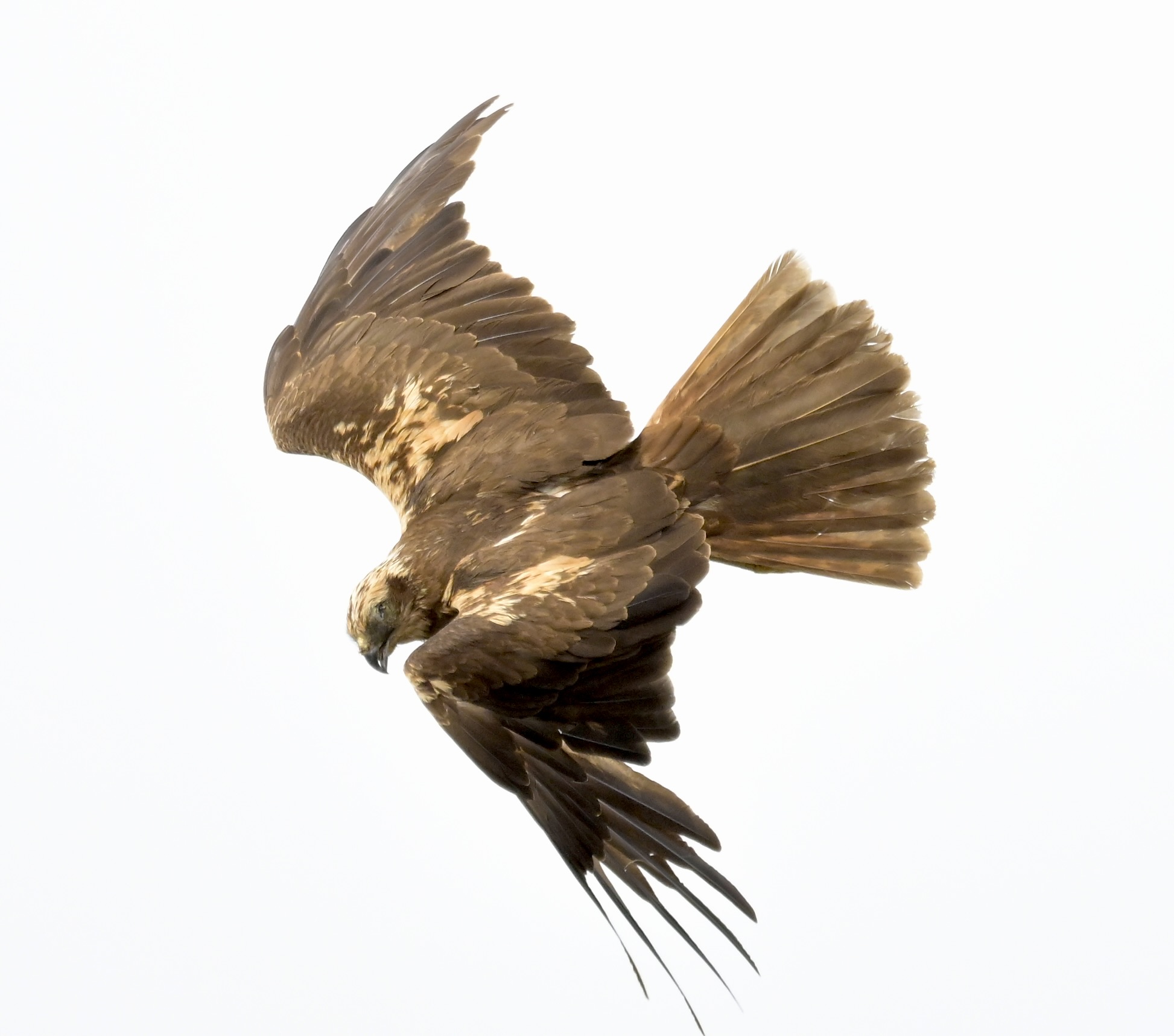 Marsh Harrier - 18-08-2026
