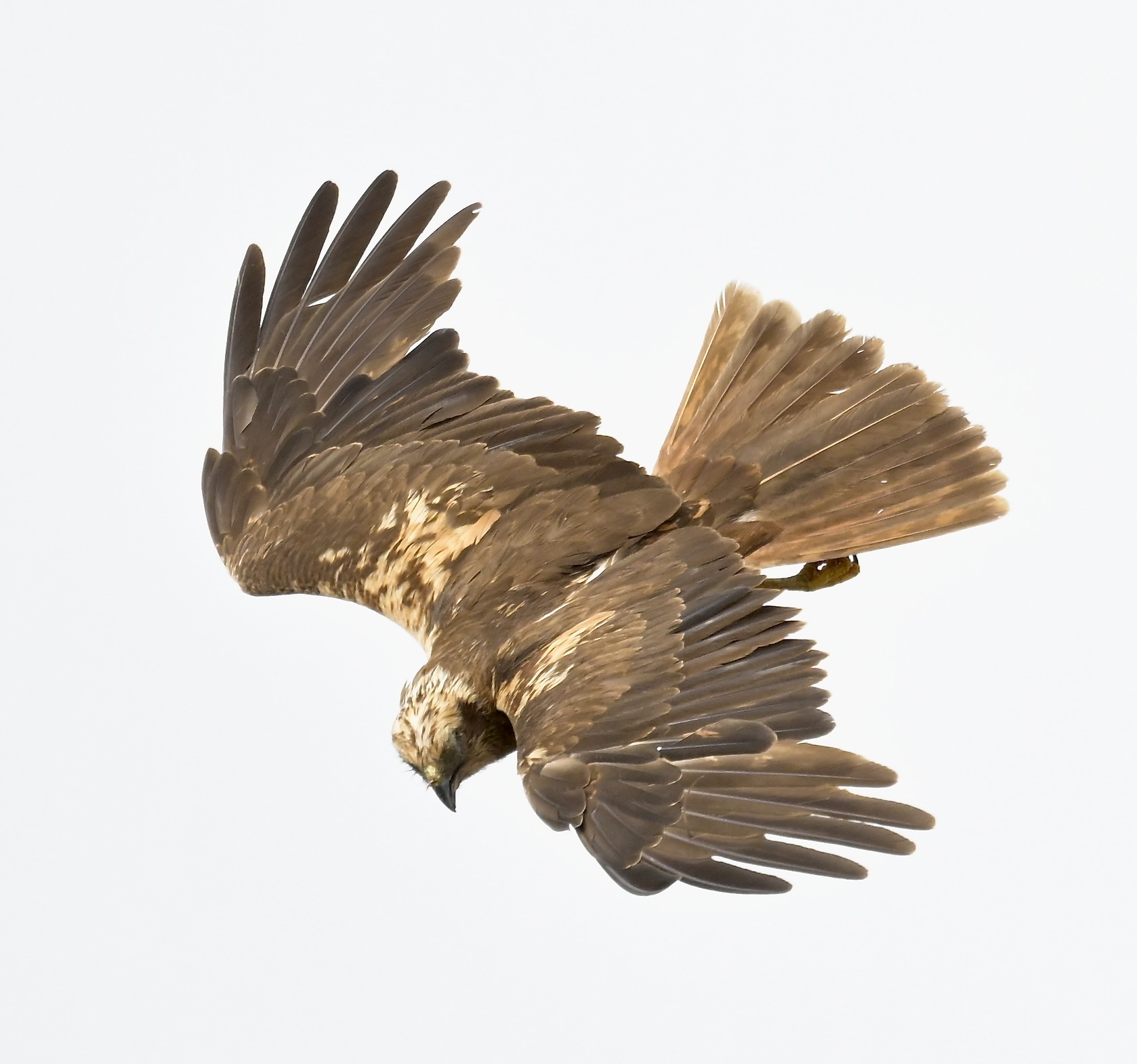 Marsh Harrier - 18-08-2026