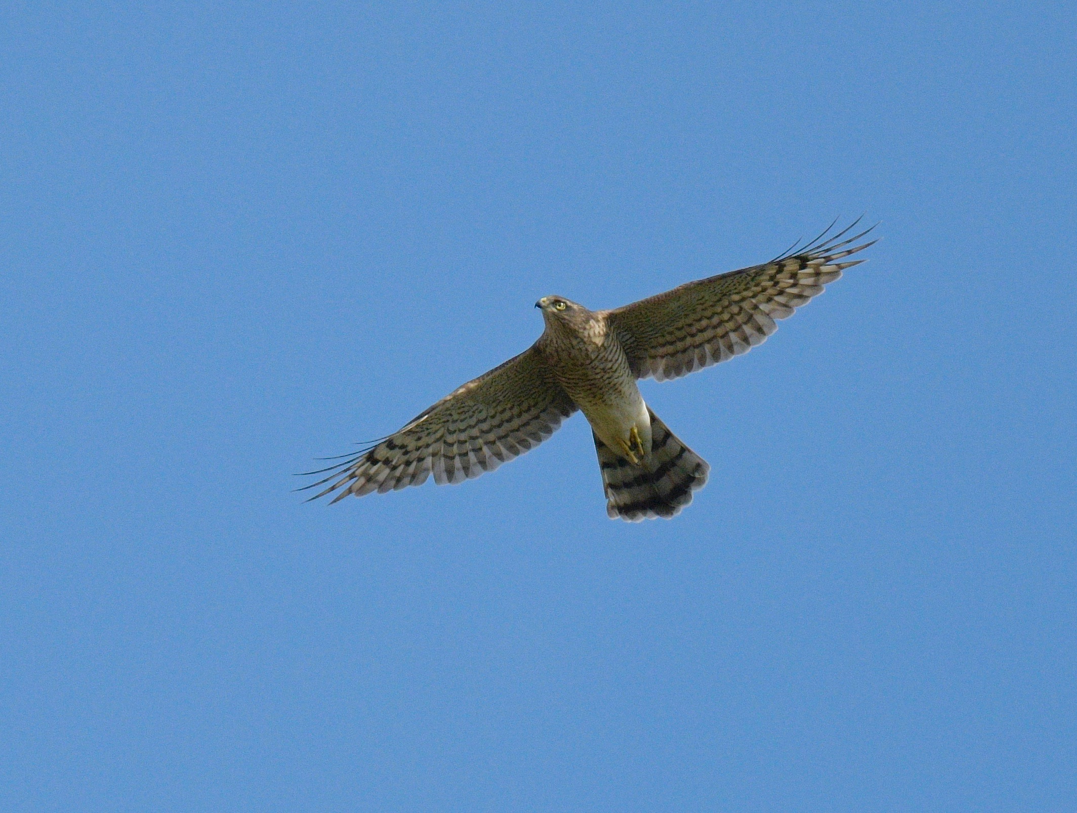 Sparrowhawk - 10-08-2023