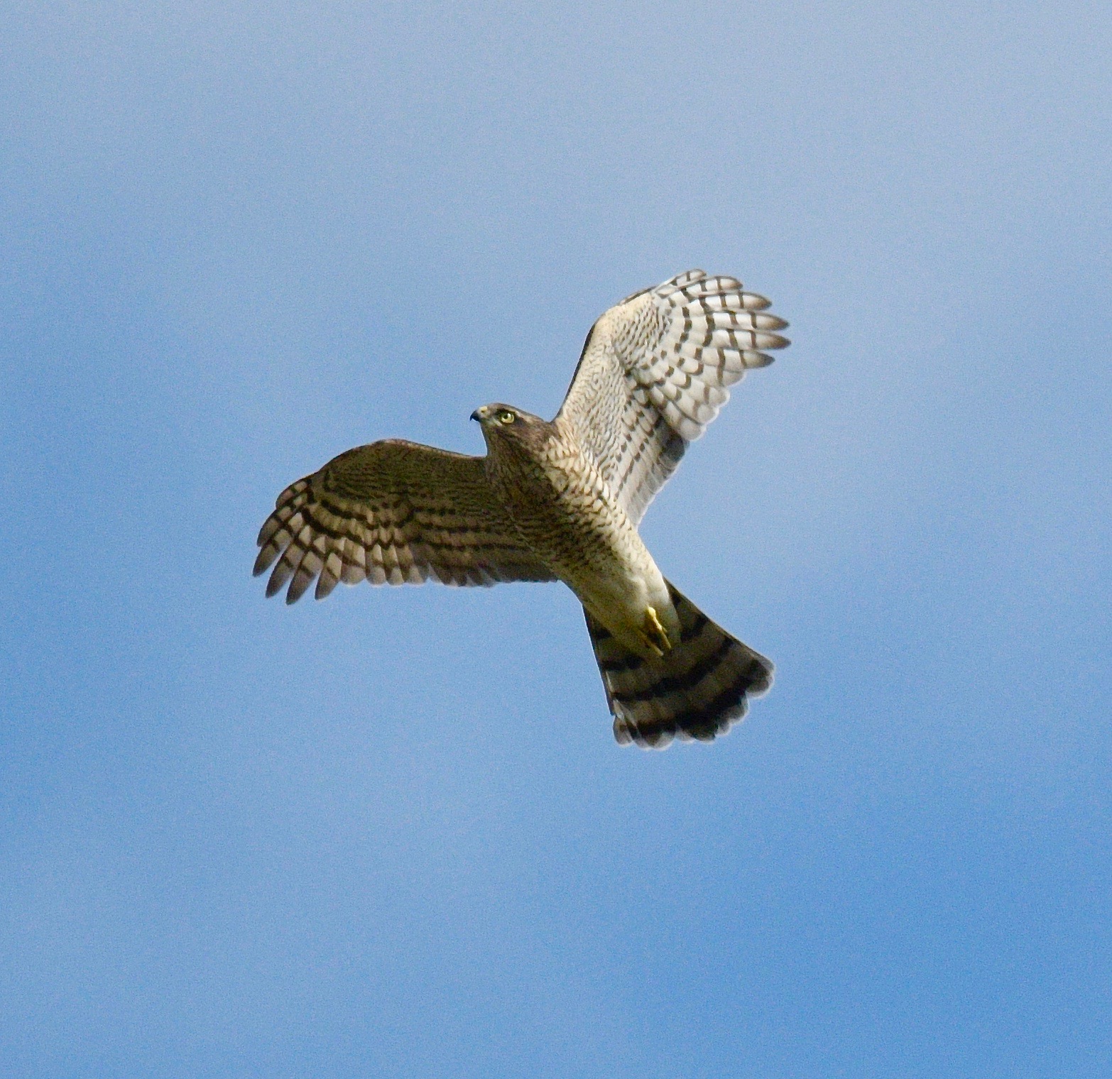 Sparrowhawk - 10-08-2023