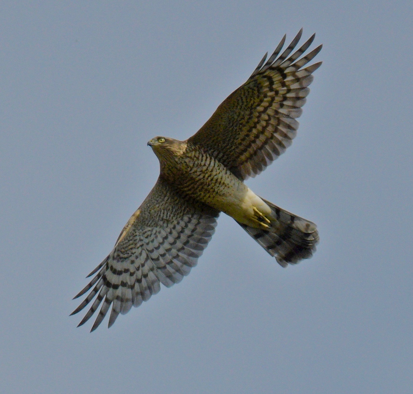 Sparrowhawk - 10-08-2023