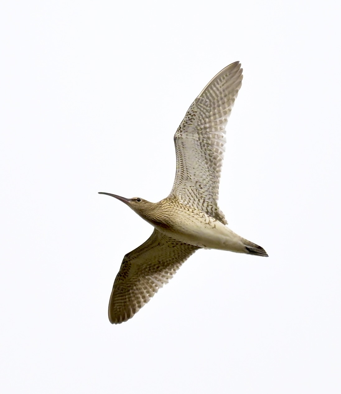 Whimbrel - 18-08-2026