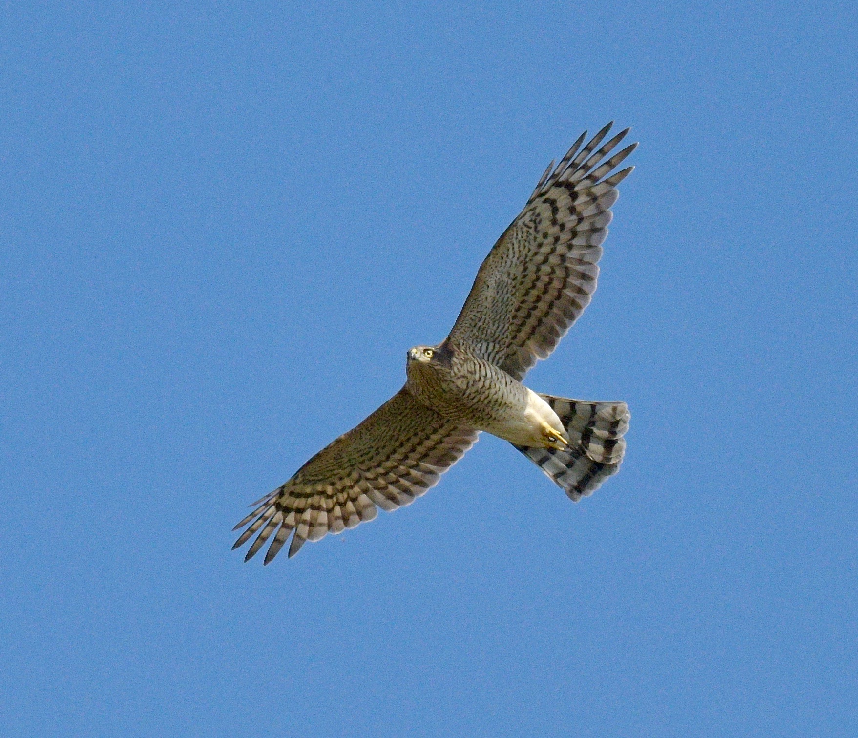 Sparrowhawk - 10-08-2023