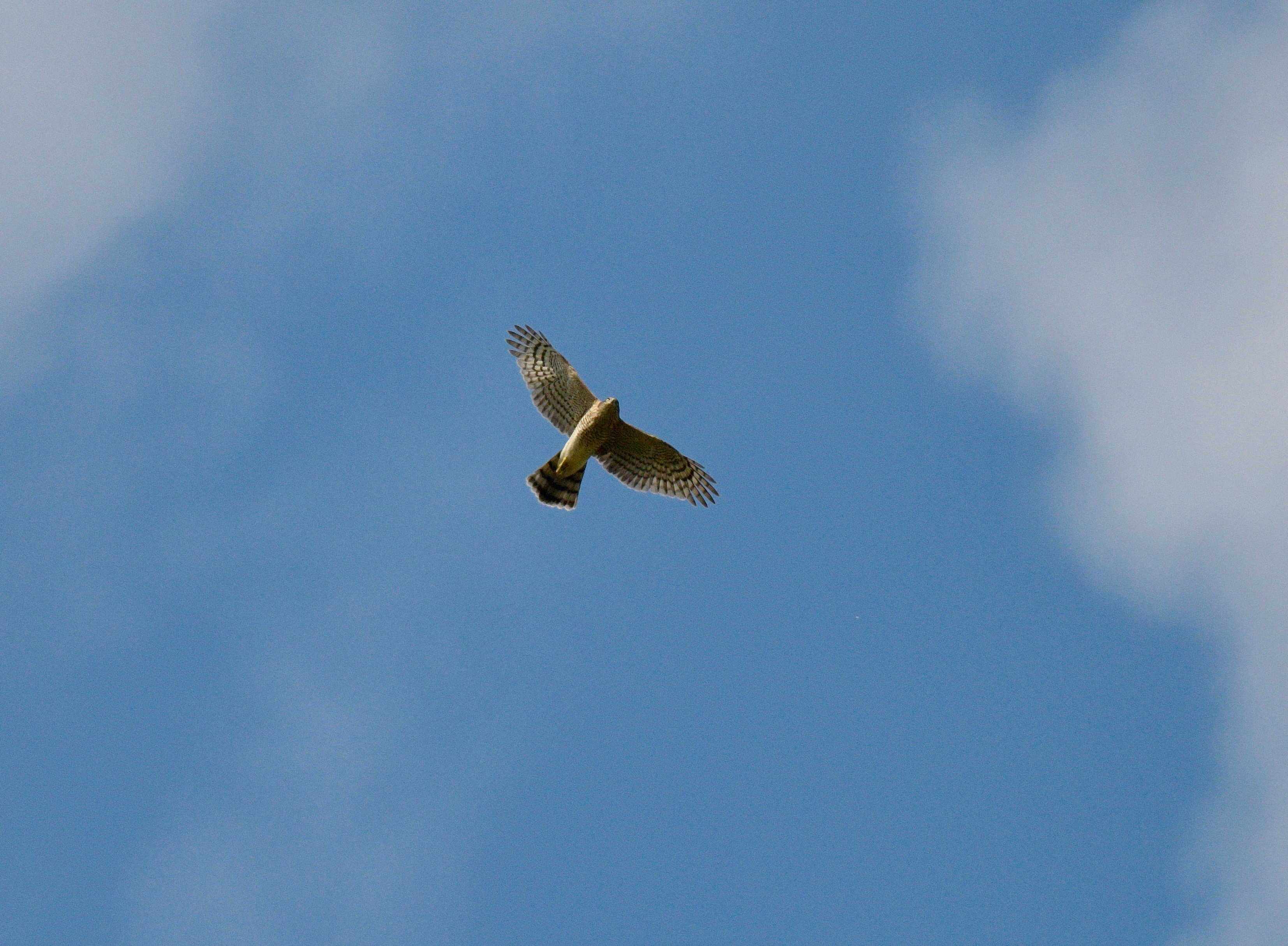 Sparrowhawk - 10-08-2023