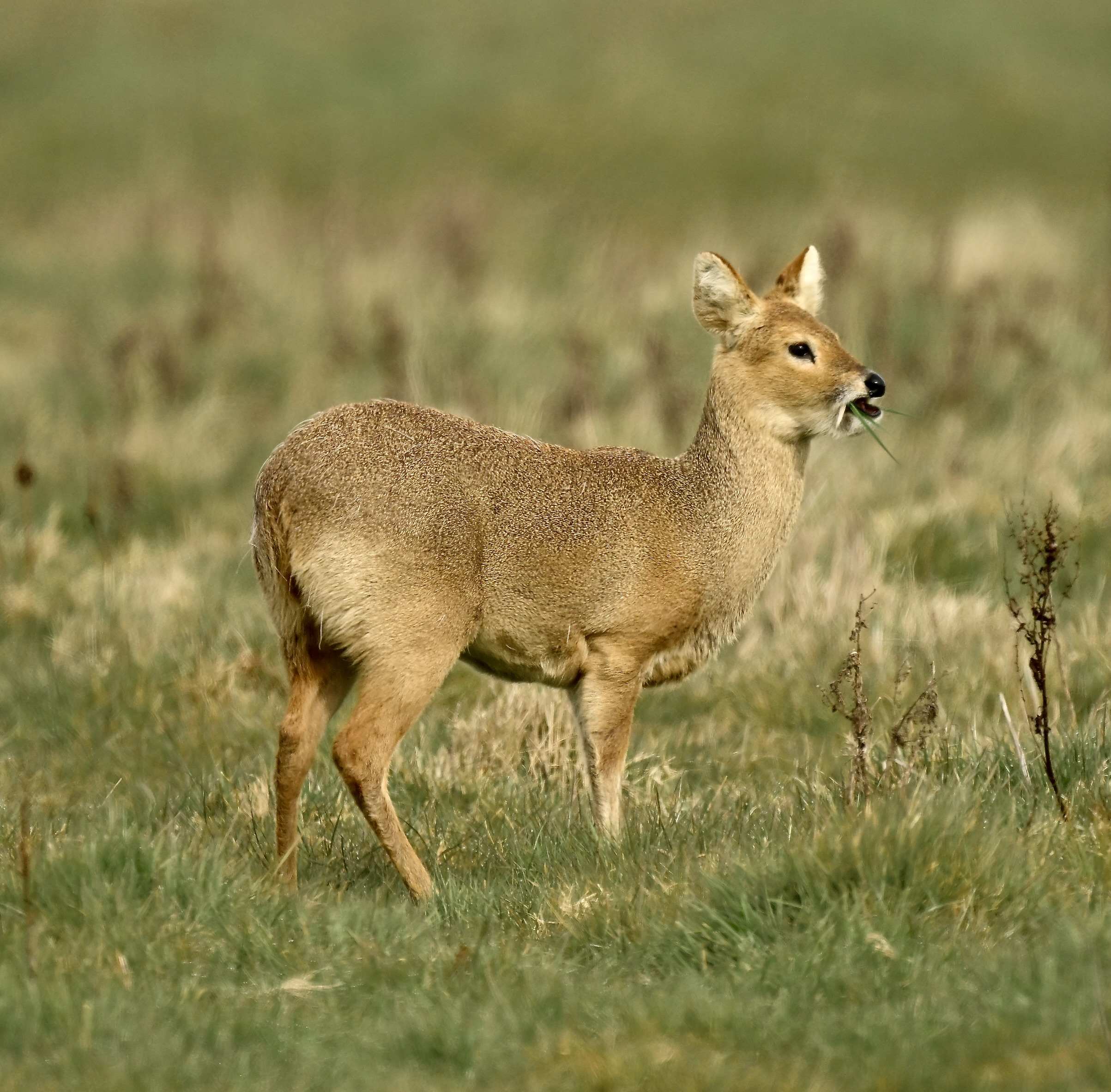 Chinese Water Deer - 23-03-2026