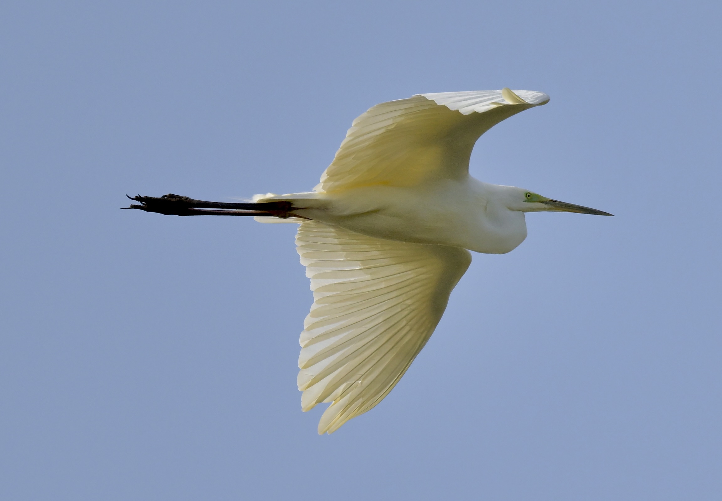 Great White Egret - 30-03-2026