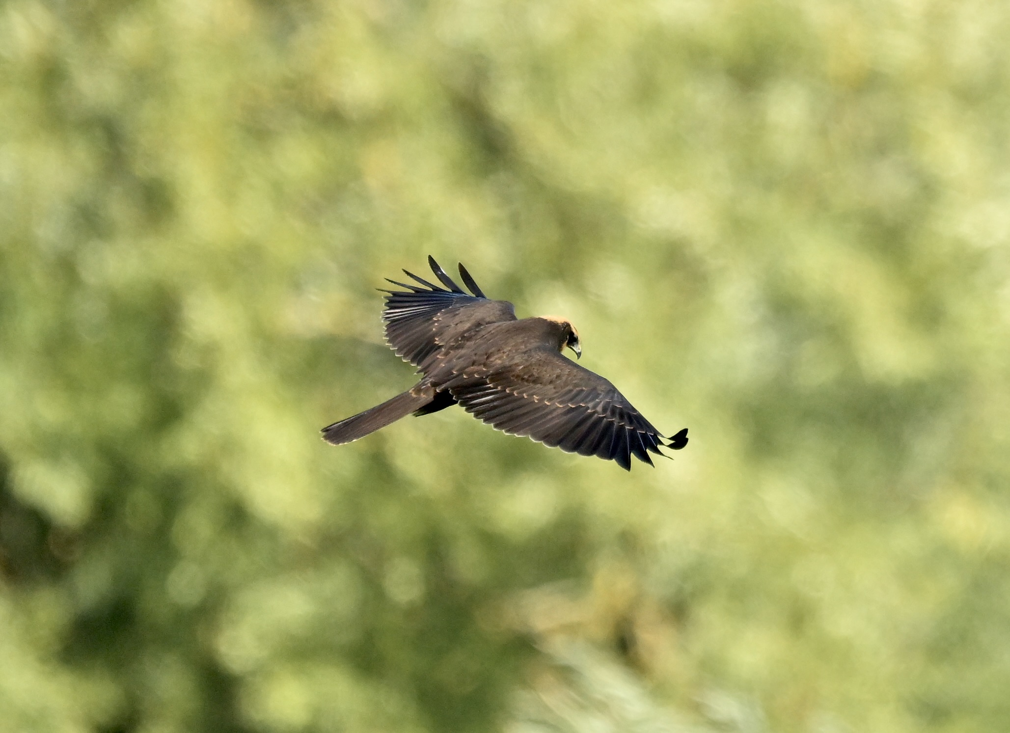 Marsh Harrier - 25-08-2026