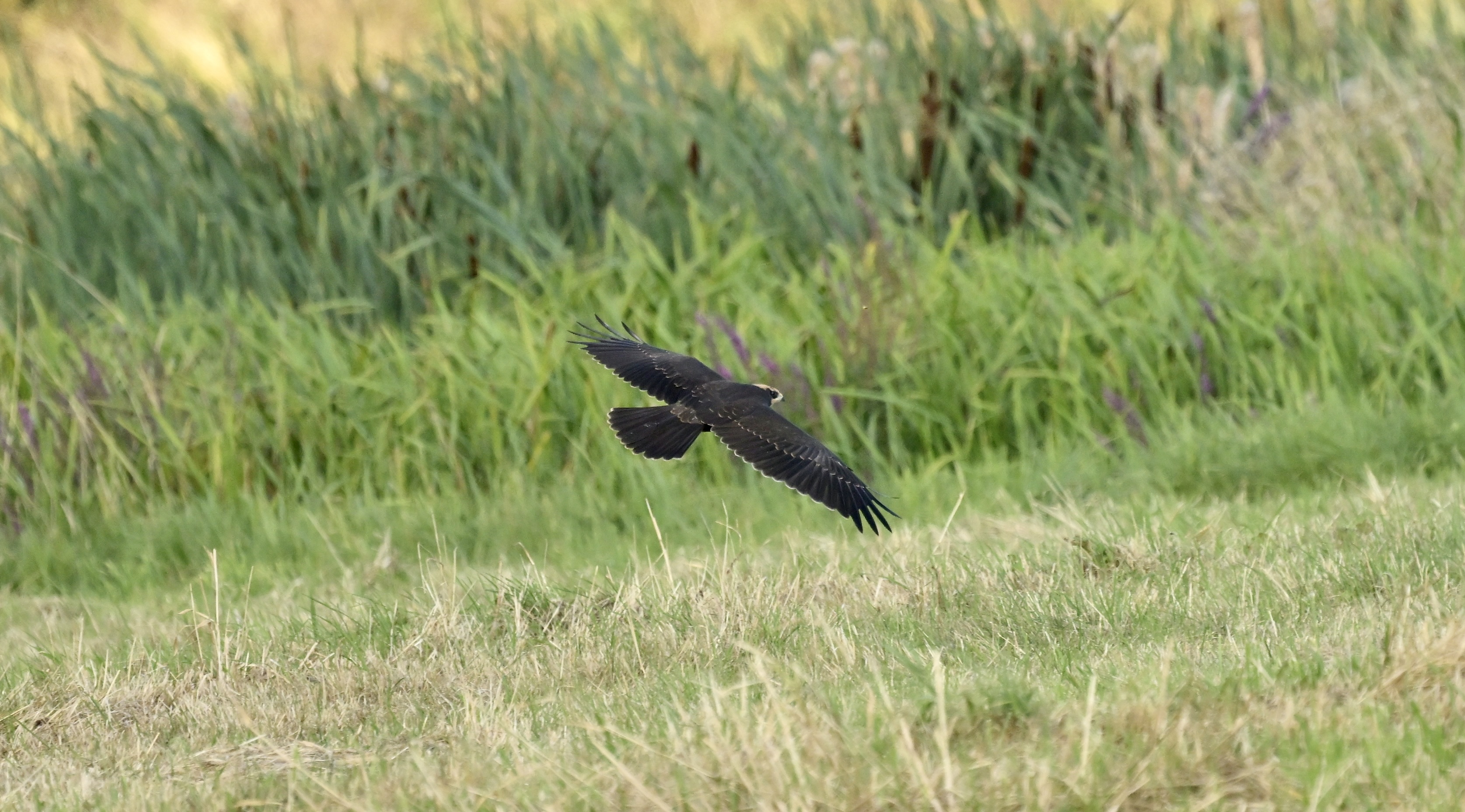 Marsh Harrier - 25-08-2026