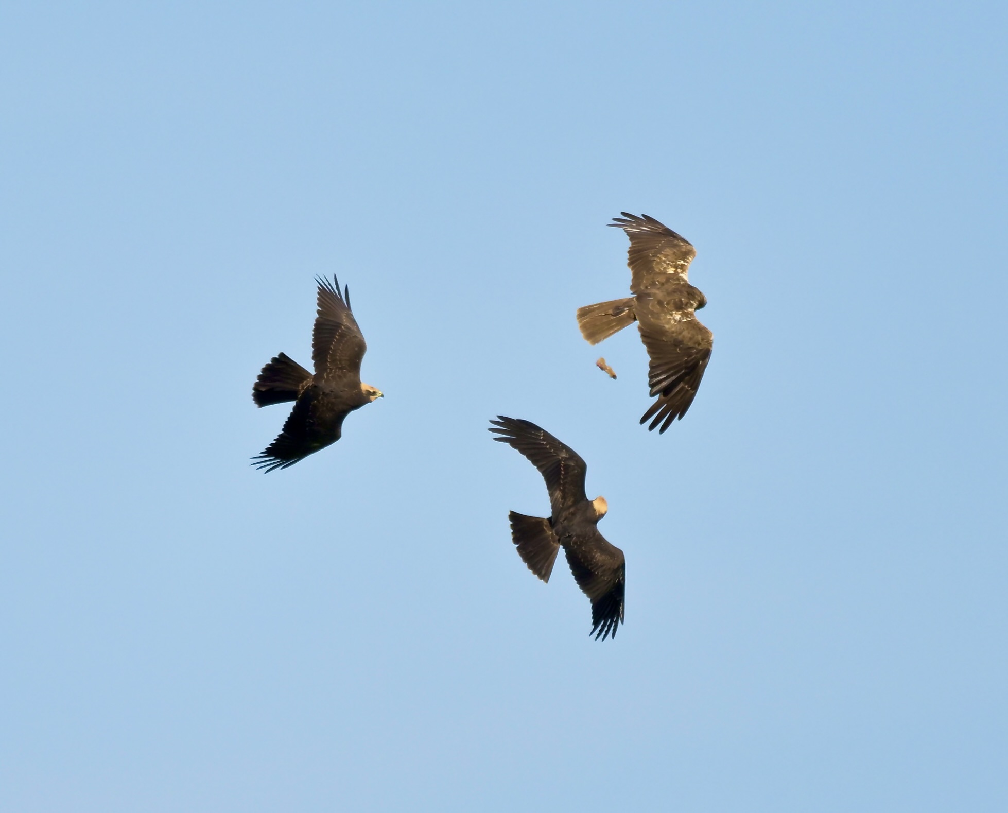 Marsh Harrier - 25-08-2026