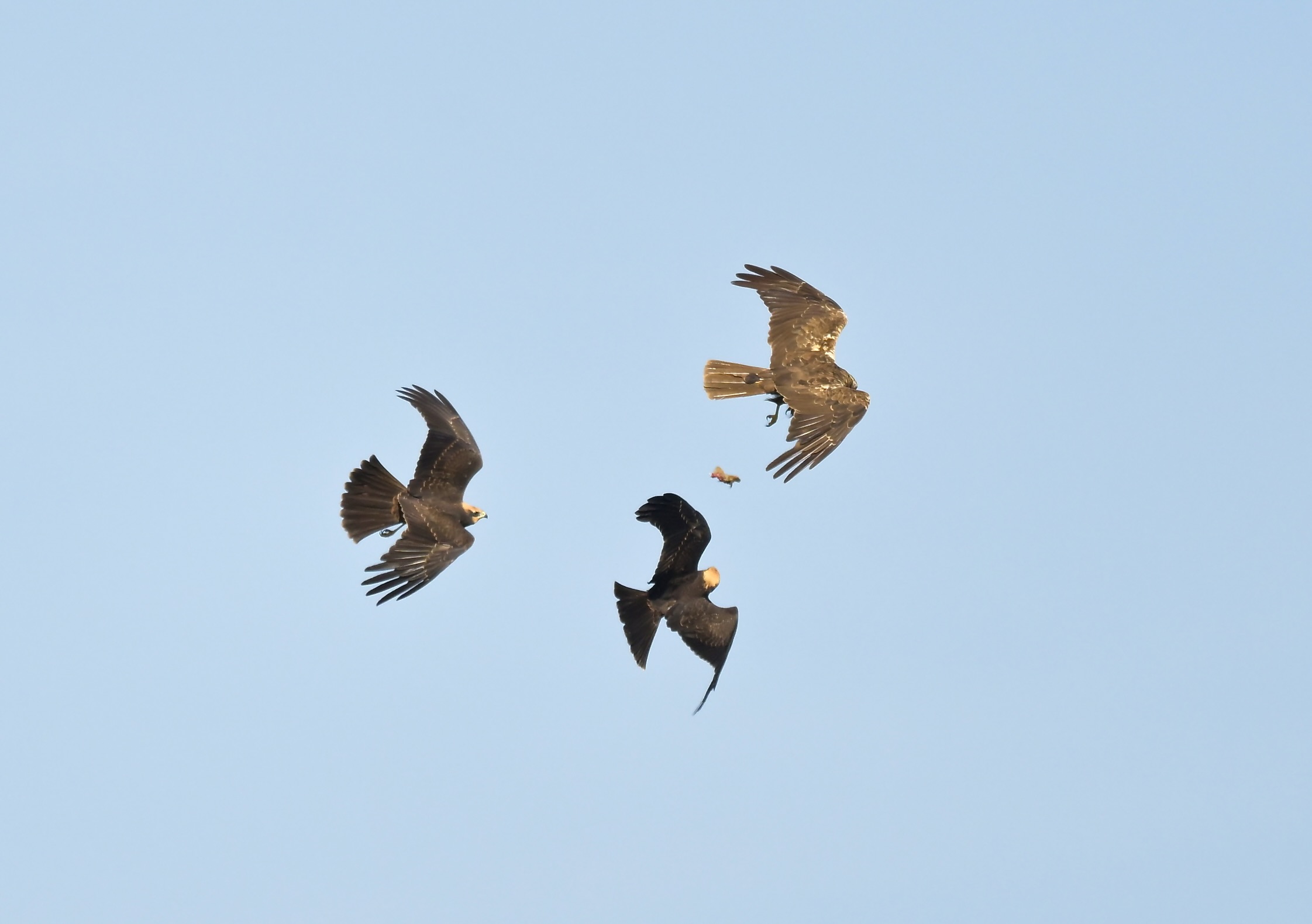 Marsh Harrier - 25-08-2026