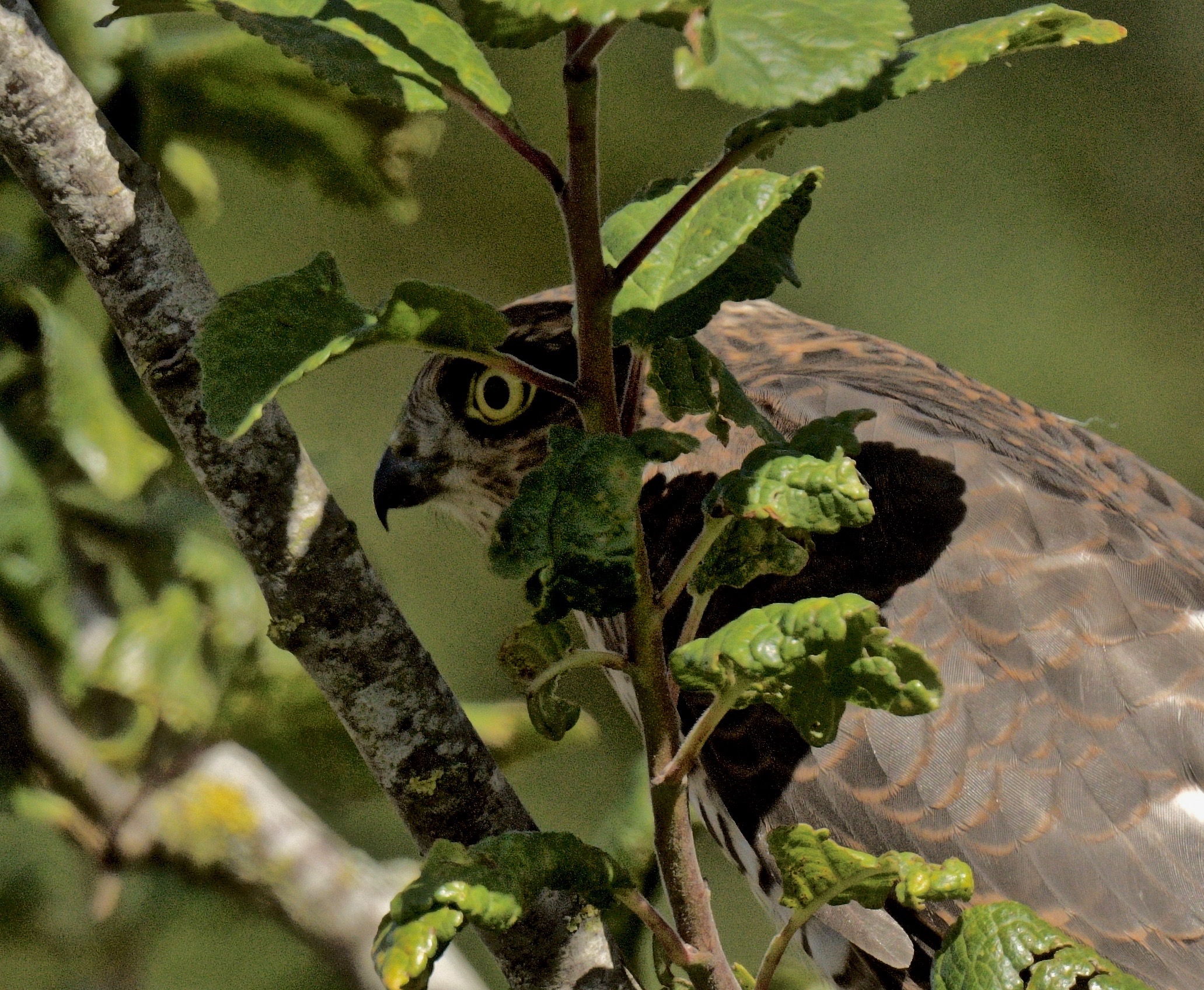 Sparrowhawk - 15-08-2023