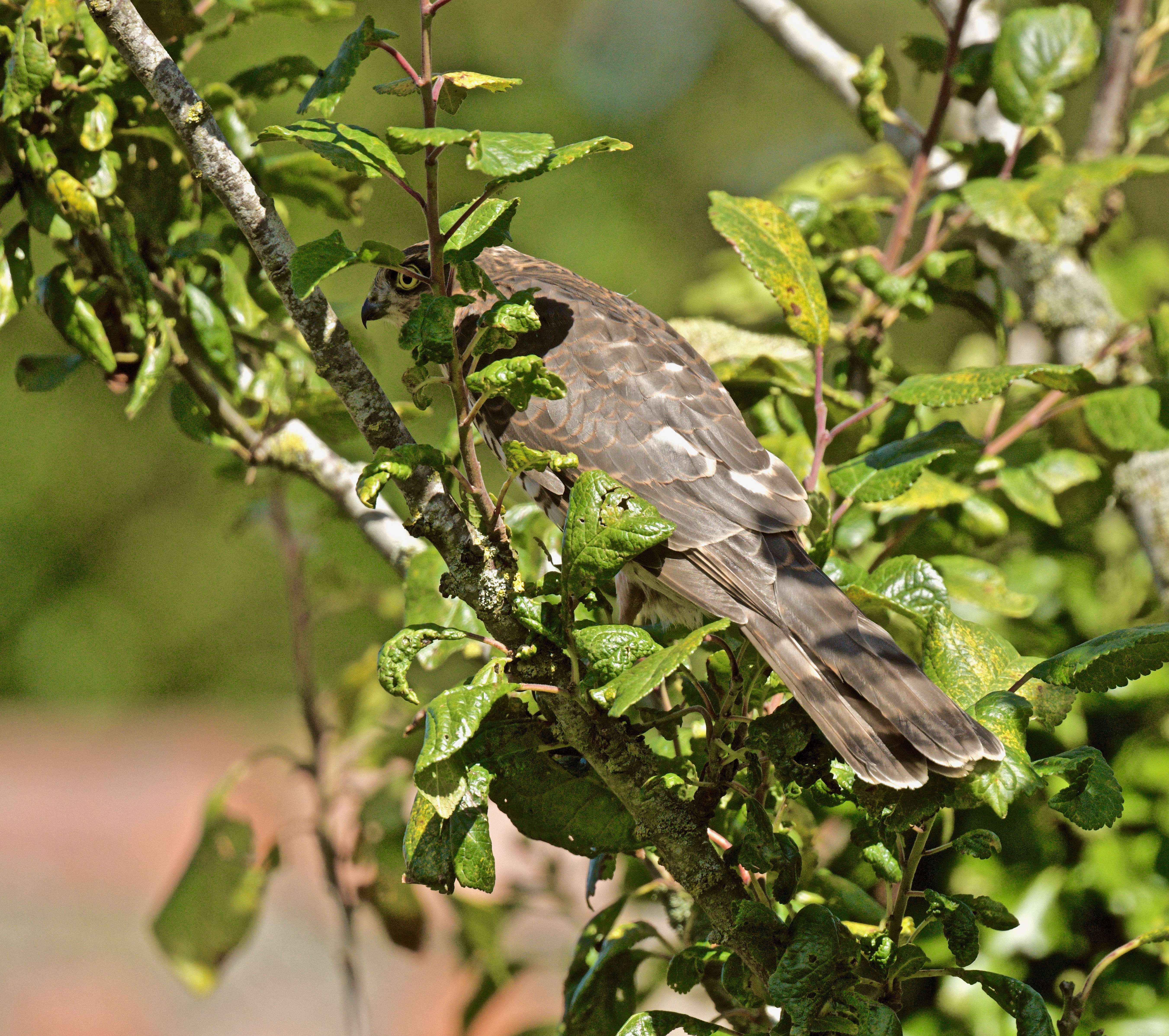 Sparrowhawk - 15-08-2023