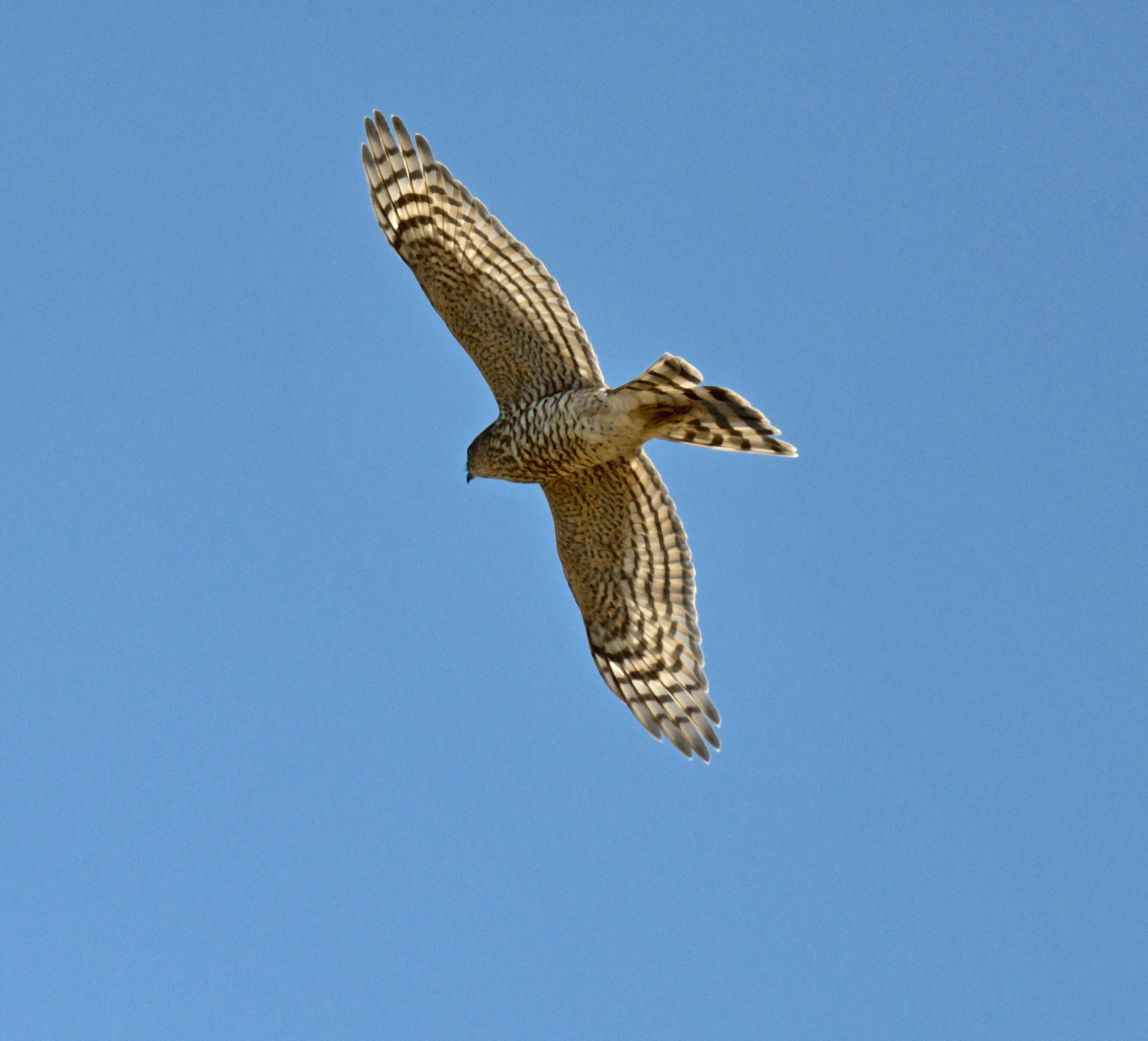 Sparrowhawk - 15-08-2023