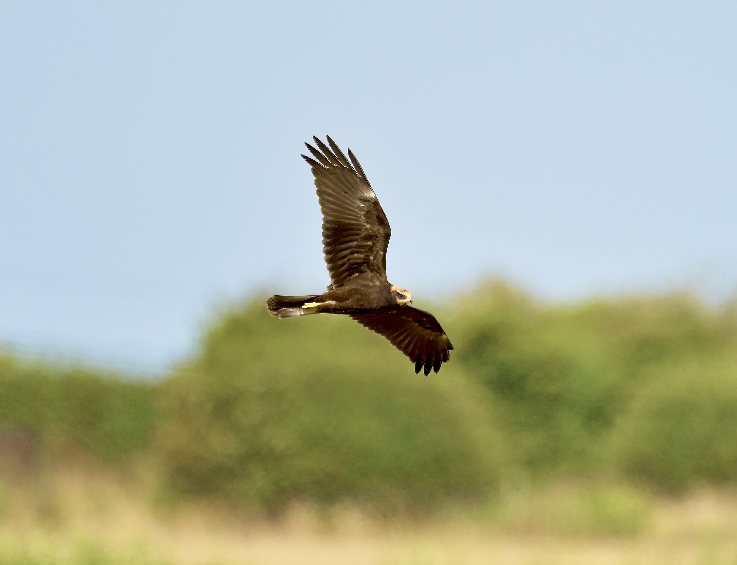 Marsh Harrier - 25-08-2026