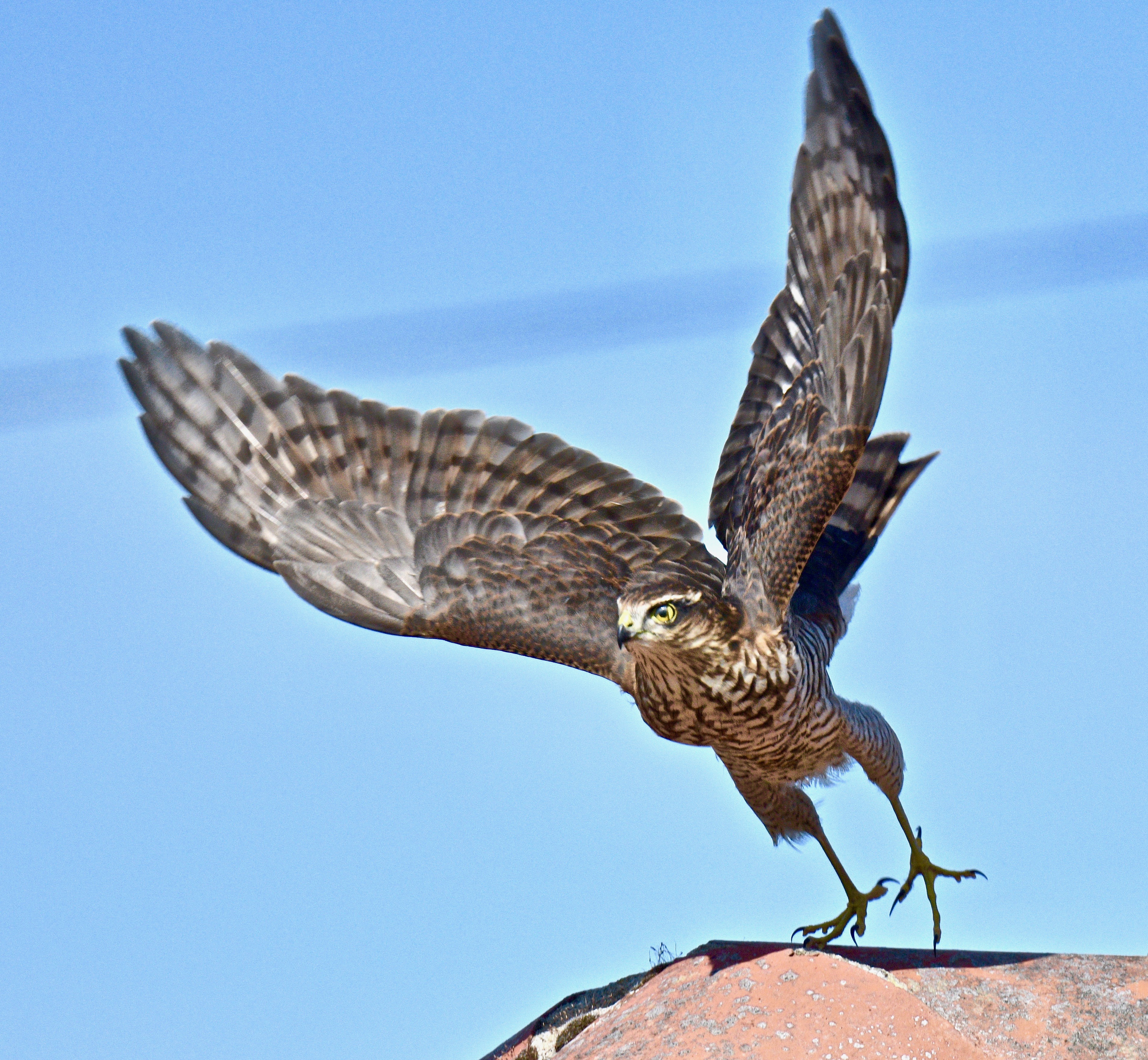 Sparrowhawk - 21-08-2023