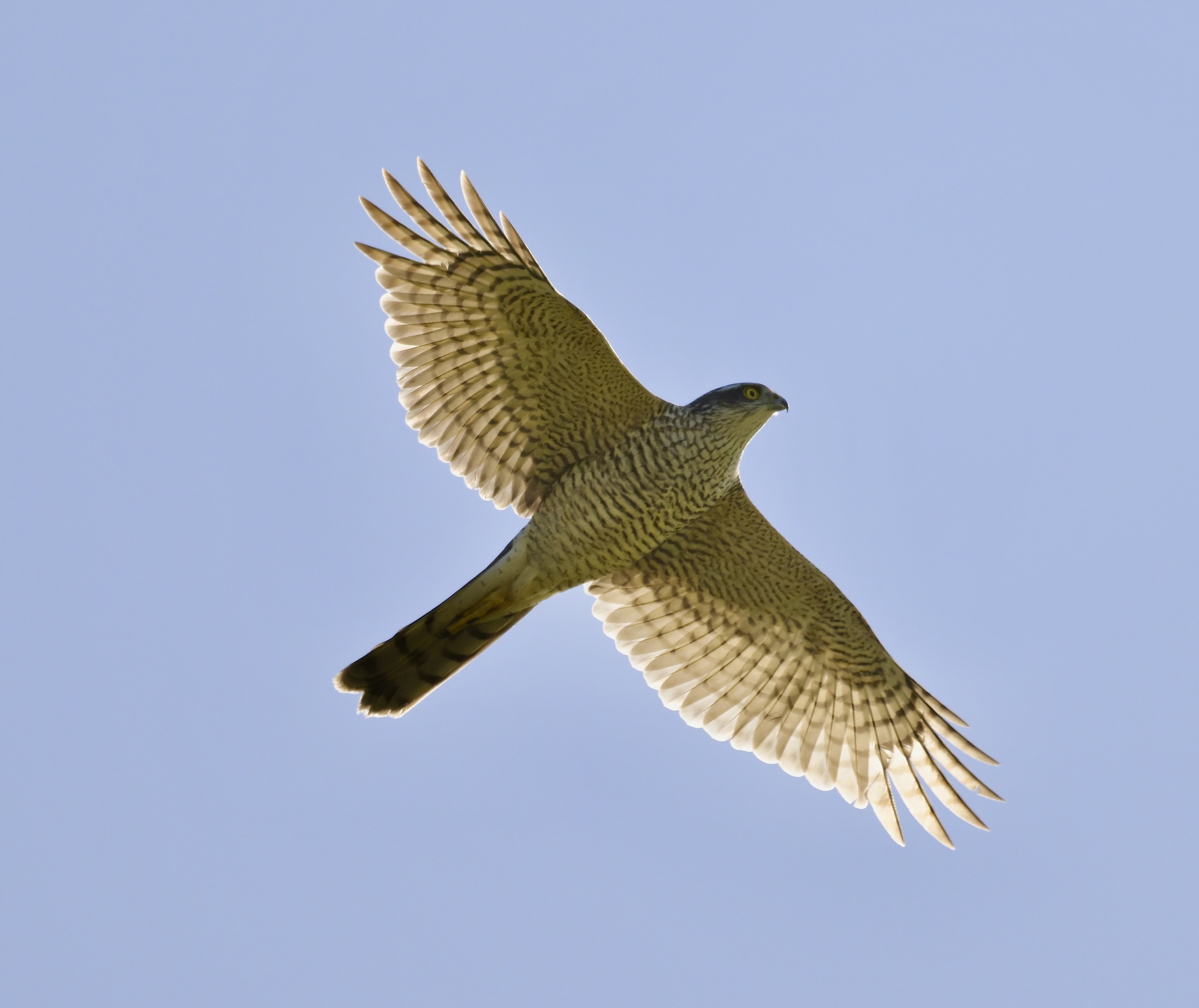 Sparrowhawk - 13-04-2026