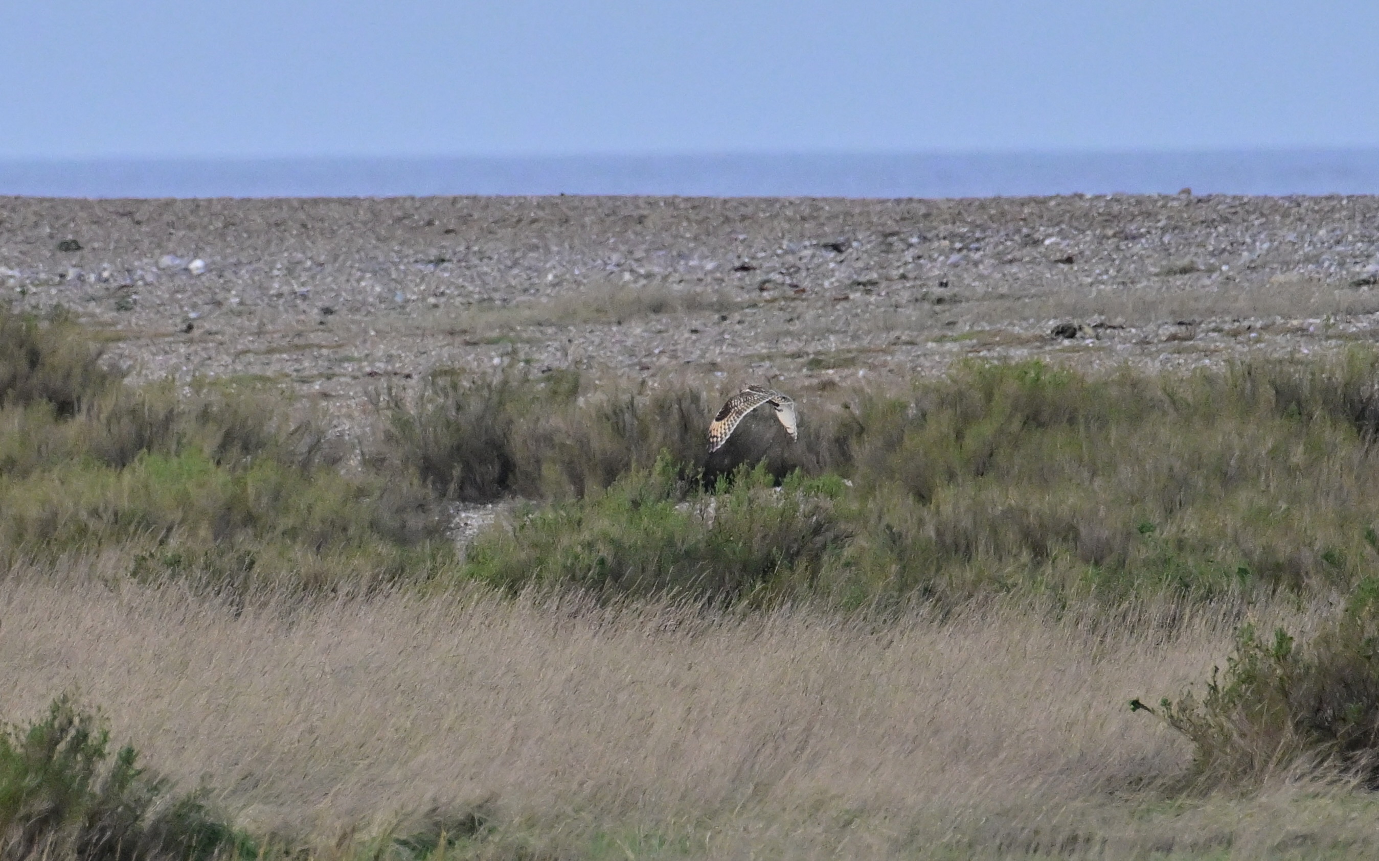 Short-eared Owl - 04-01-2024