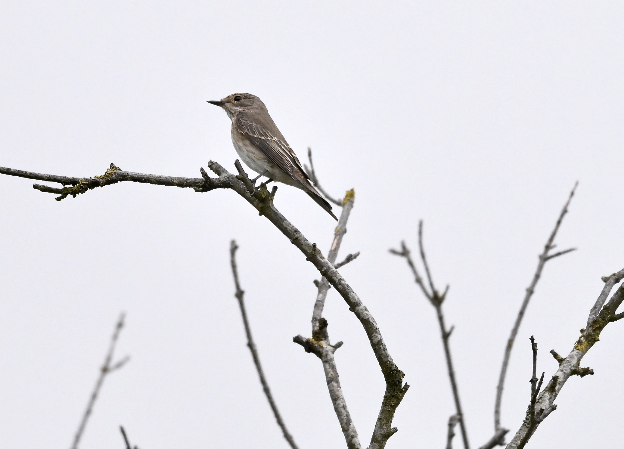 Spotted Flycatcher - 18-09-2025