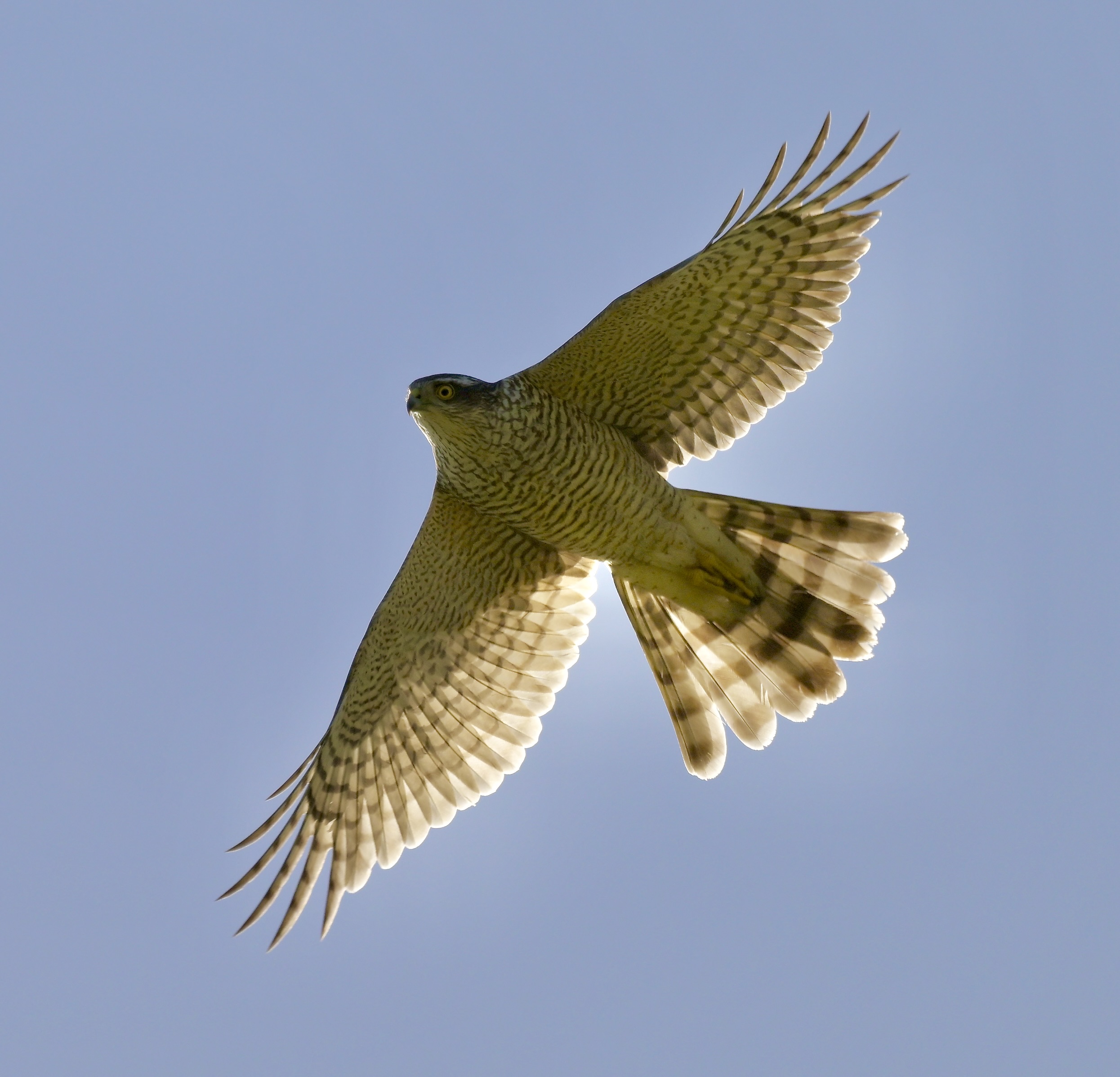 Sparrowhawk - 13-04-2026