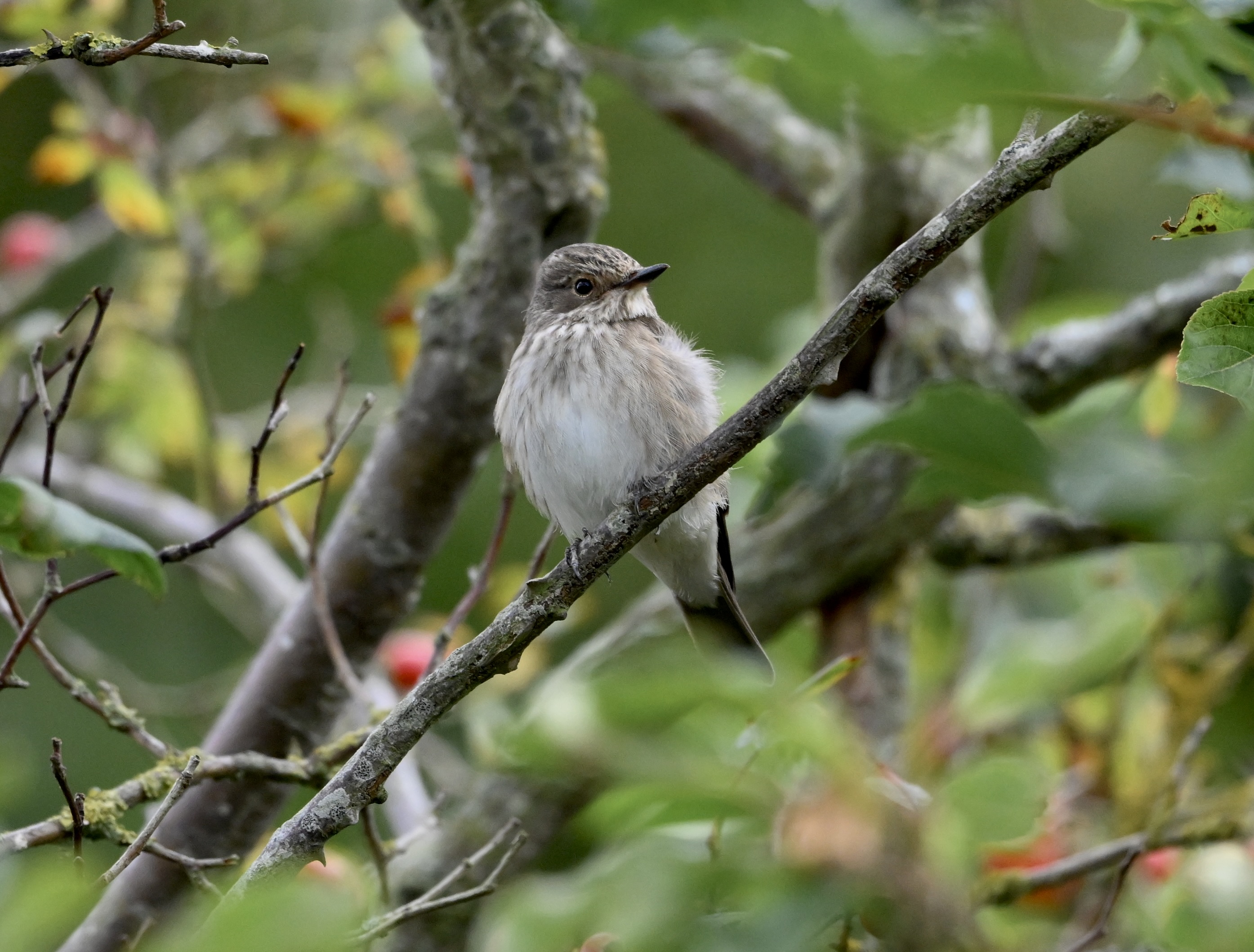 Spotted Flycatcher - 18-09-2025