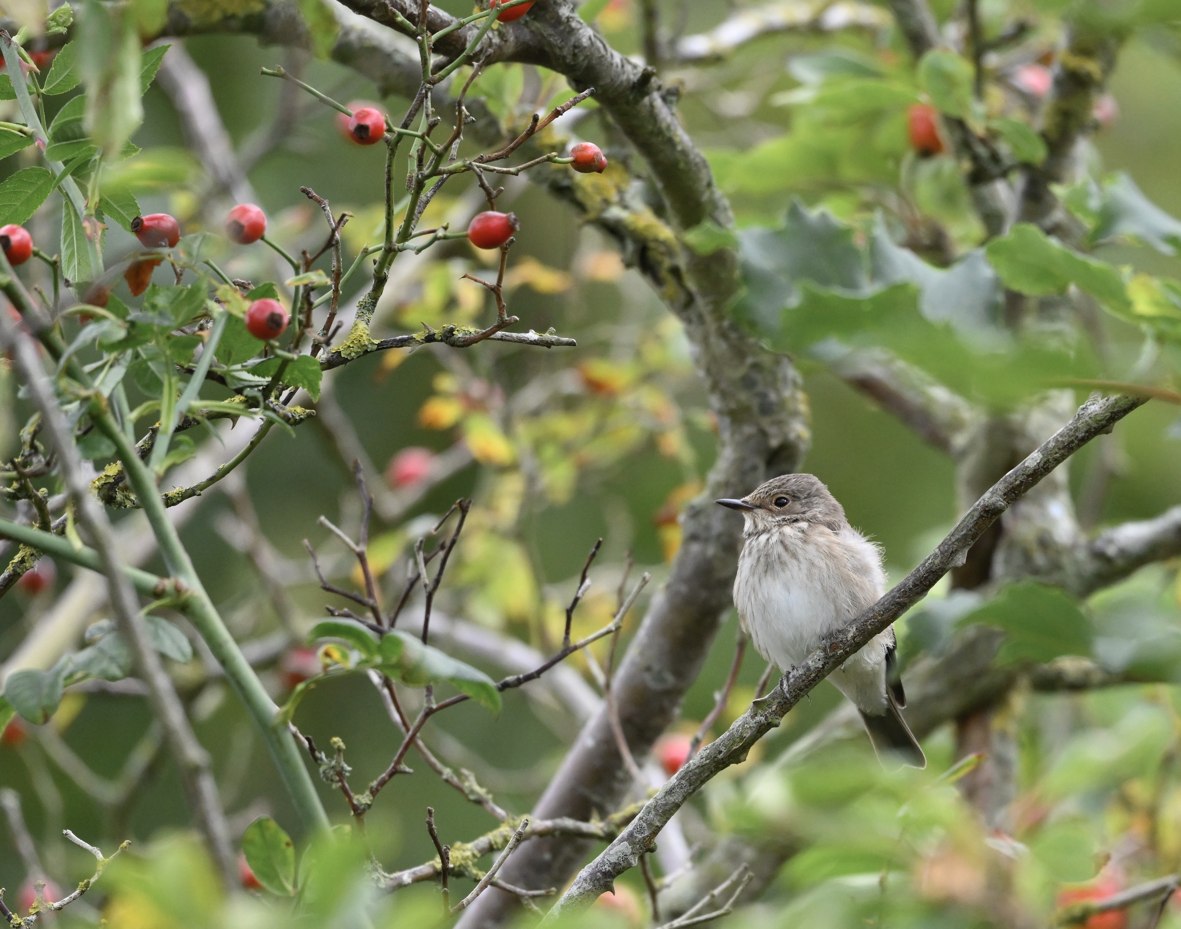 Spotted Flycatcher - 18-09-2025