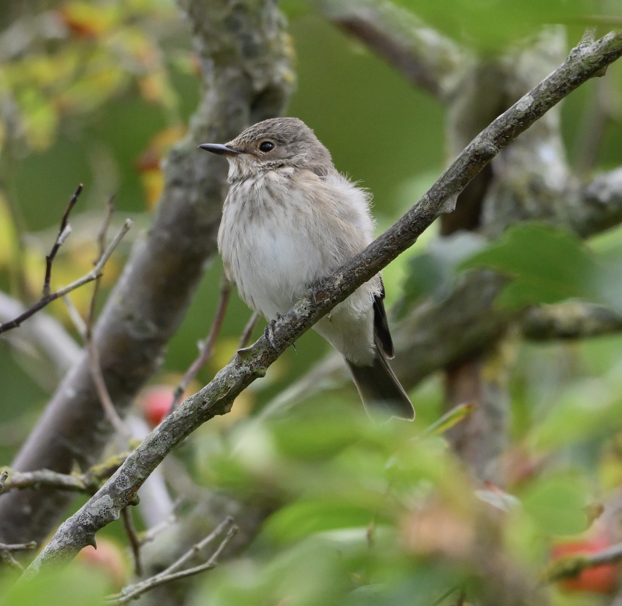 Spotted Flycatcher - 18-09-2025