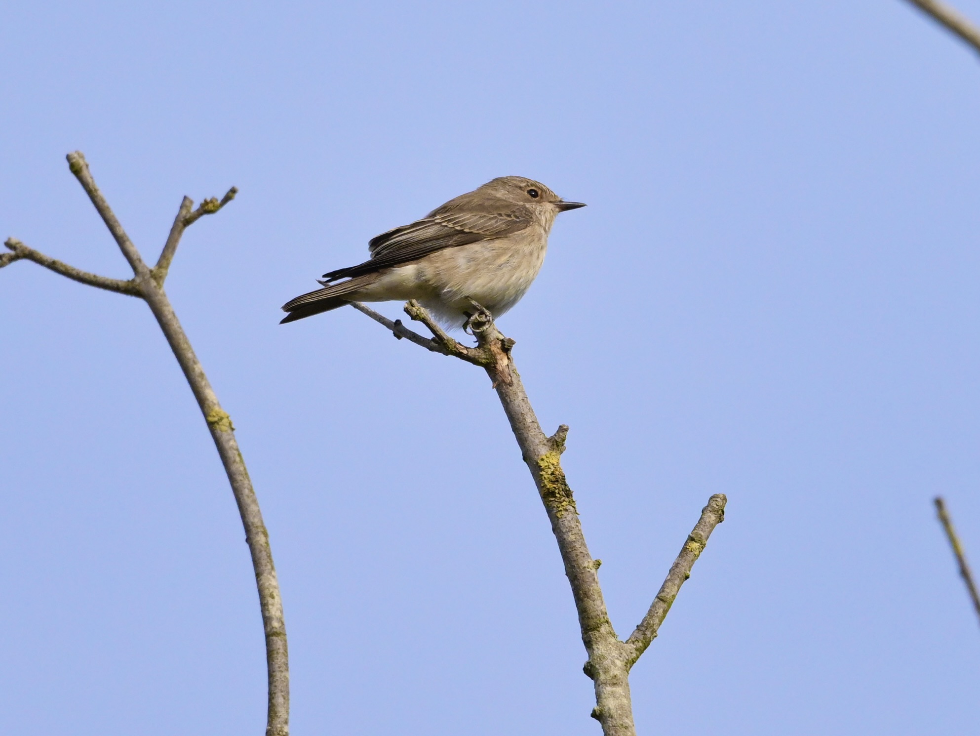 Spotted Flycatcher - 18-09-2025