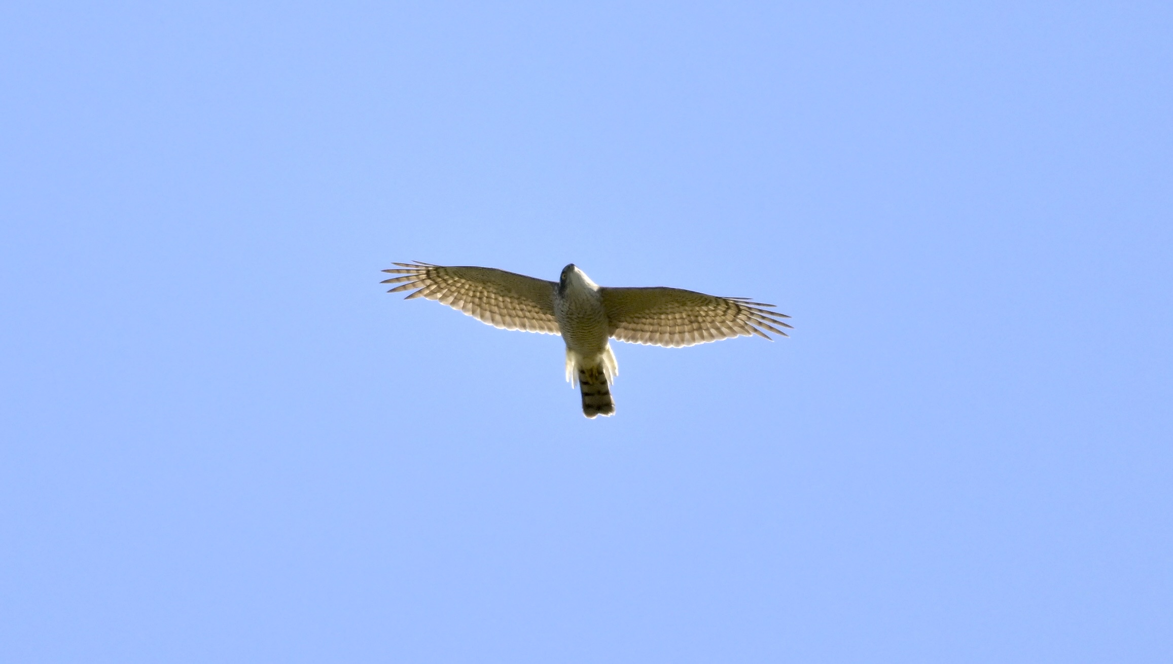 Sparrowhawk - 13-04-2026