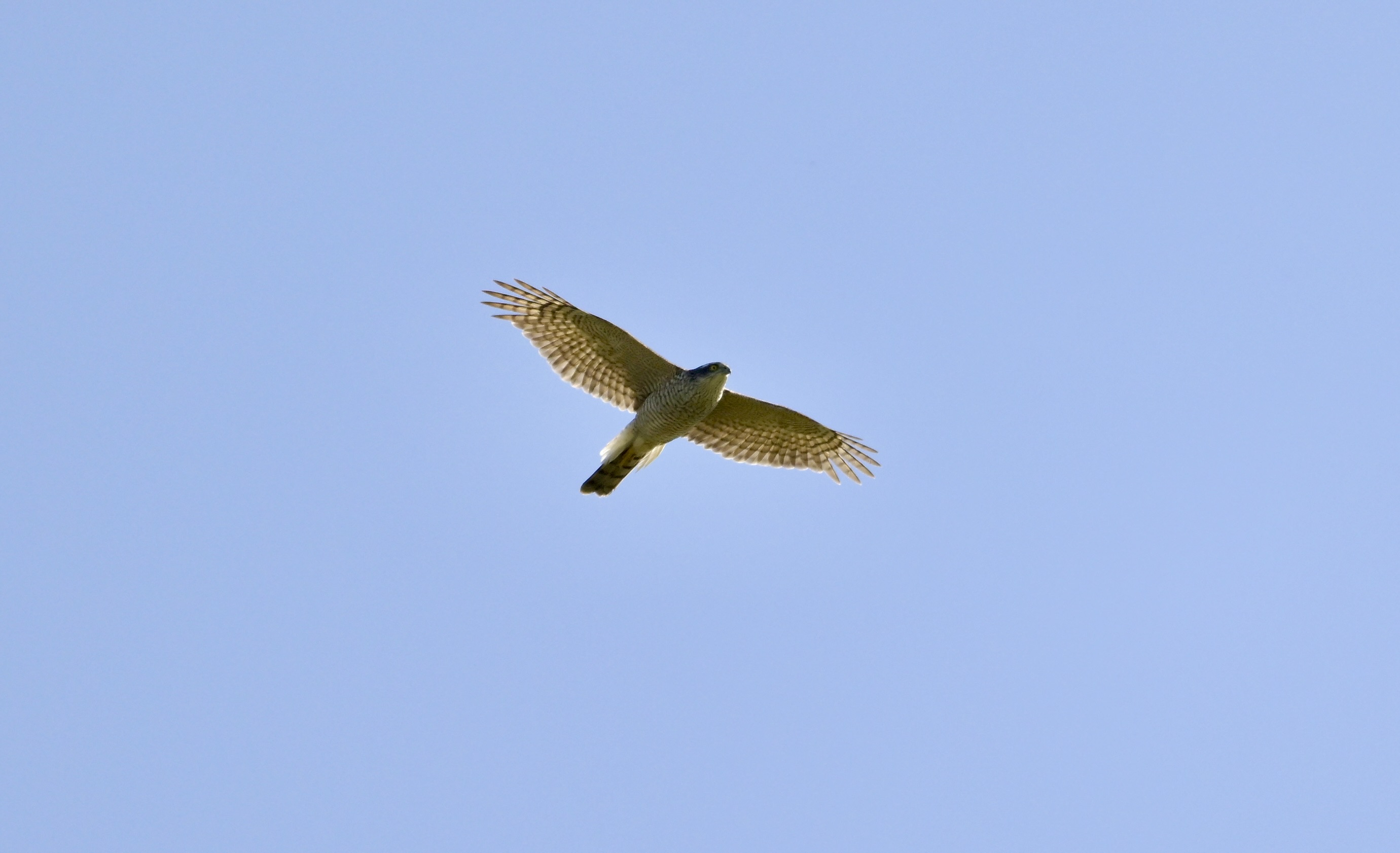 Sparrowhawk - 13-04-2026