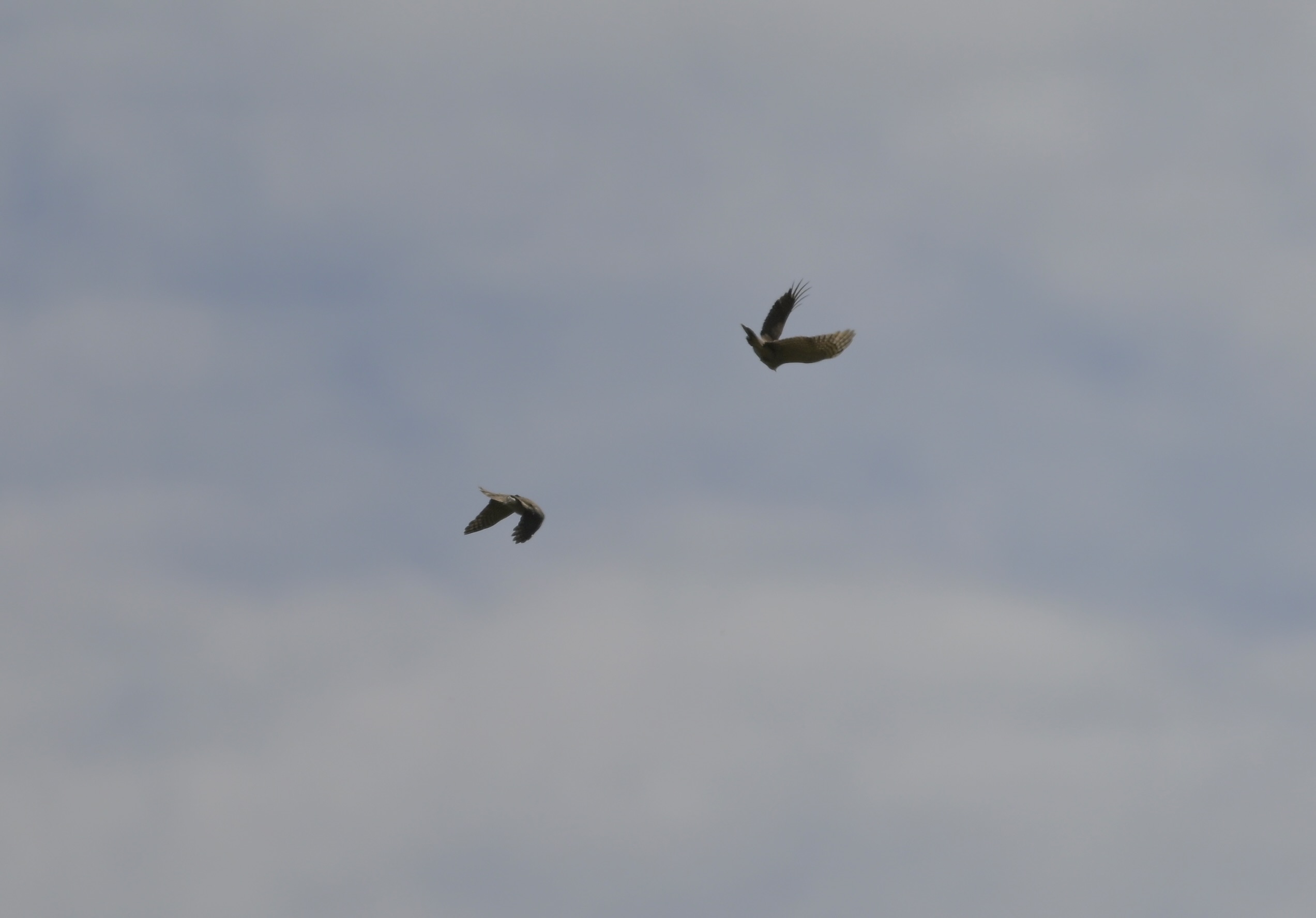 Sparrowhawk - 13-04-2026