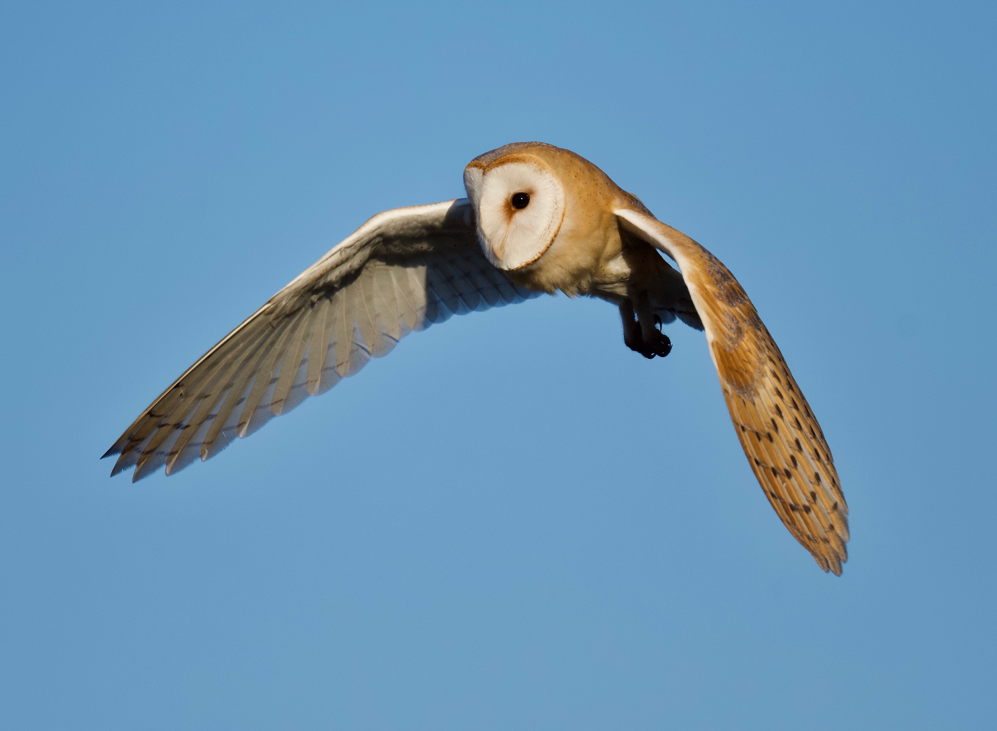 Barn Owl - 07-02-2023