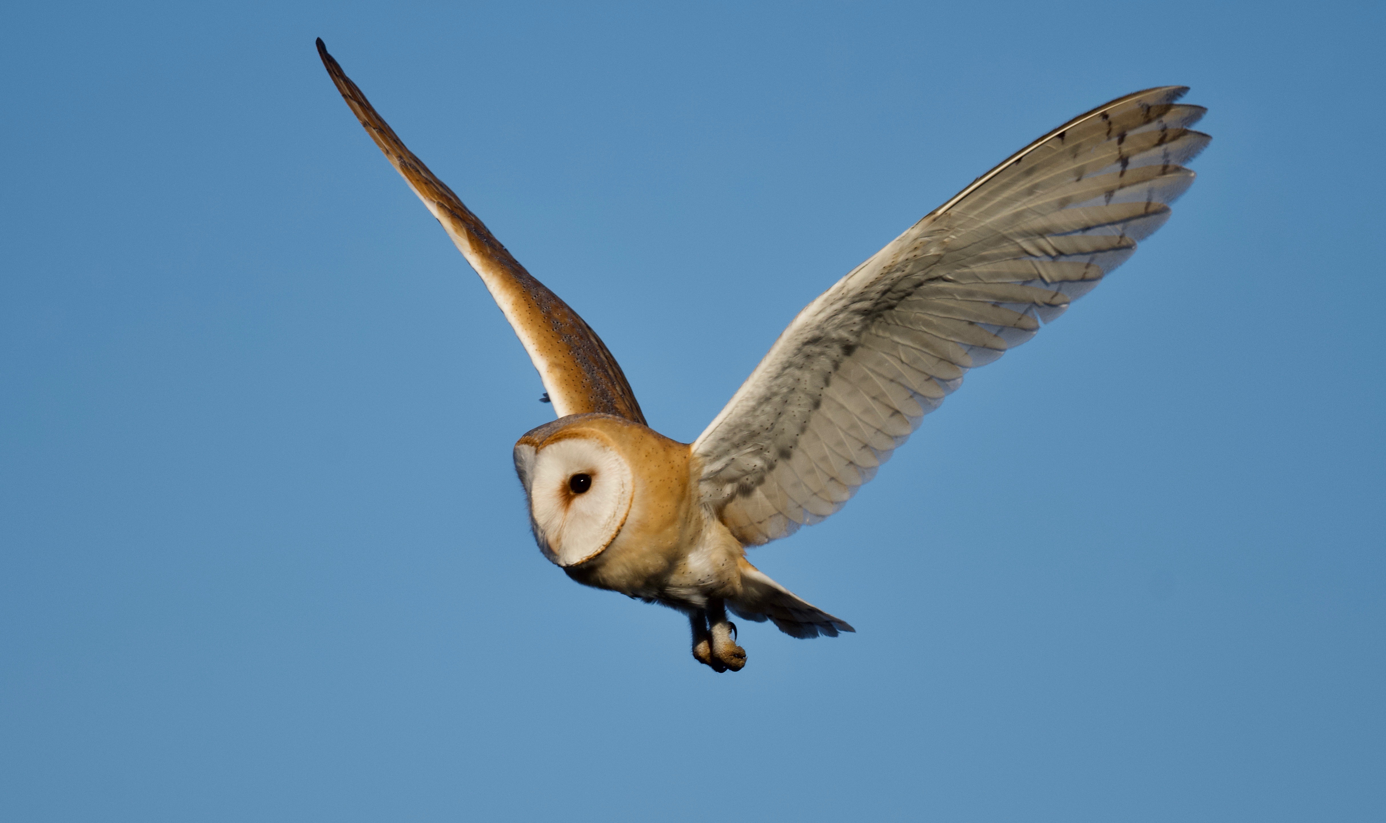 Barn Owl - 07-02-2023