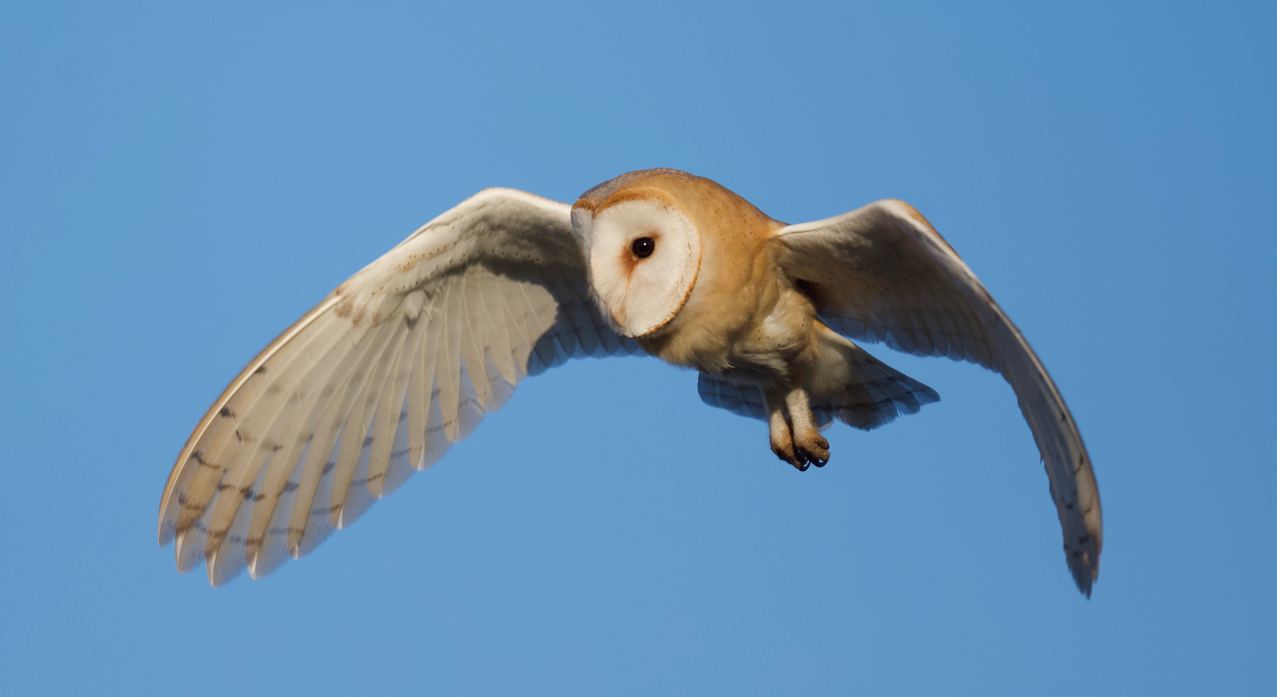 Barn Owl - 07-02-2023