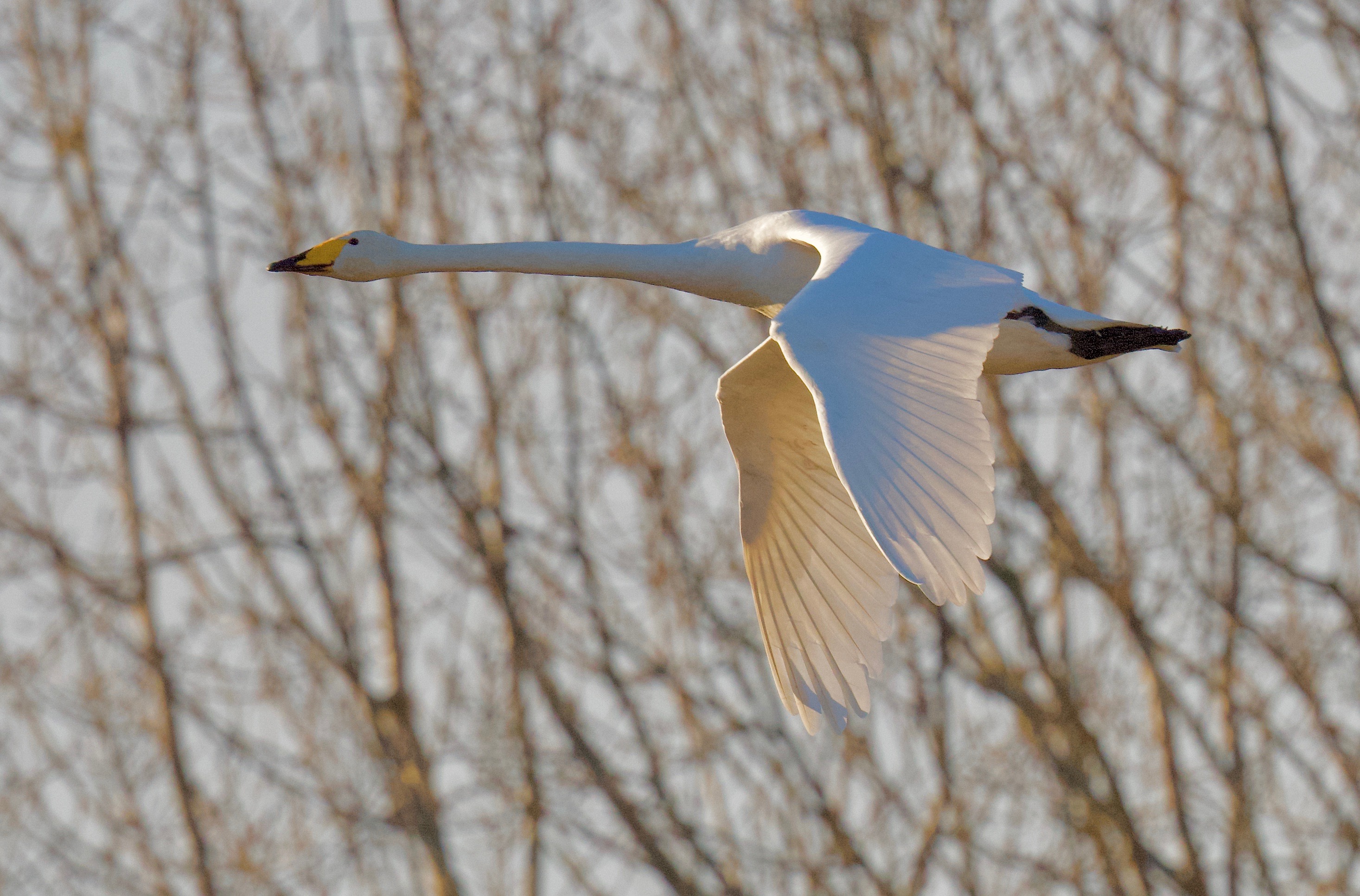 Whooper Swan - 08-02-2023