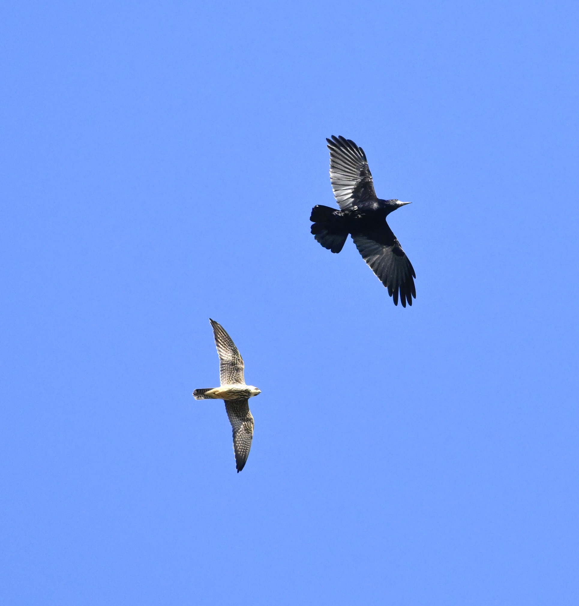 Rook - 19-09-2025
