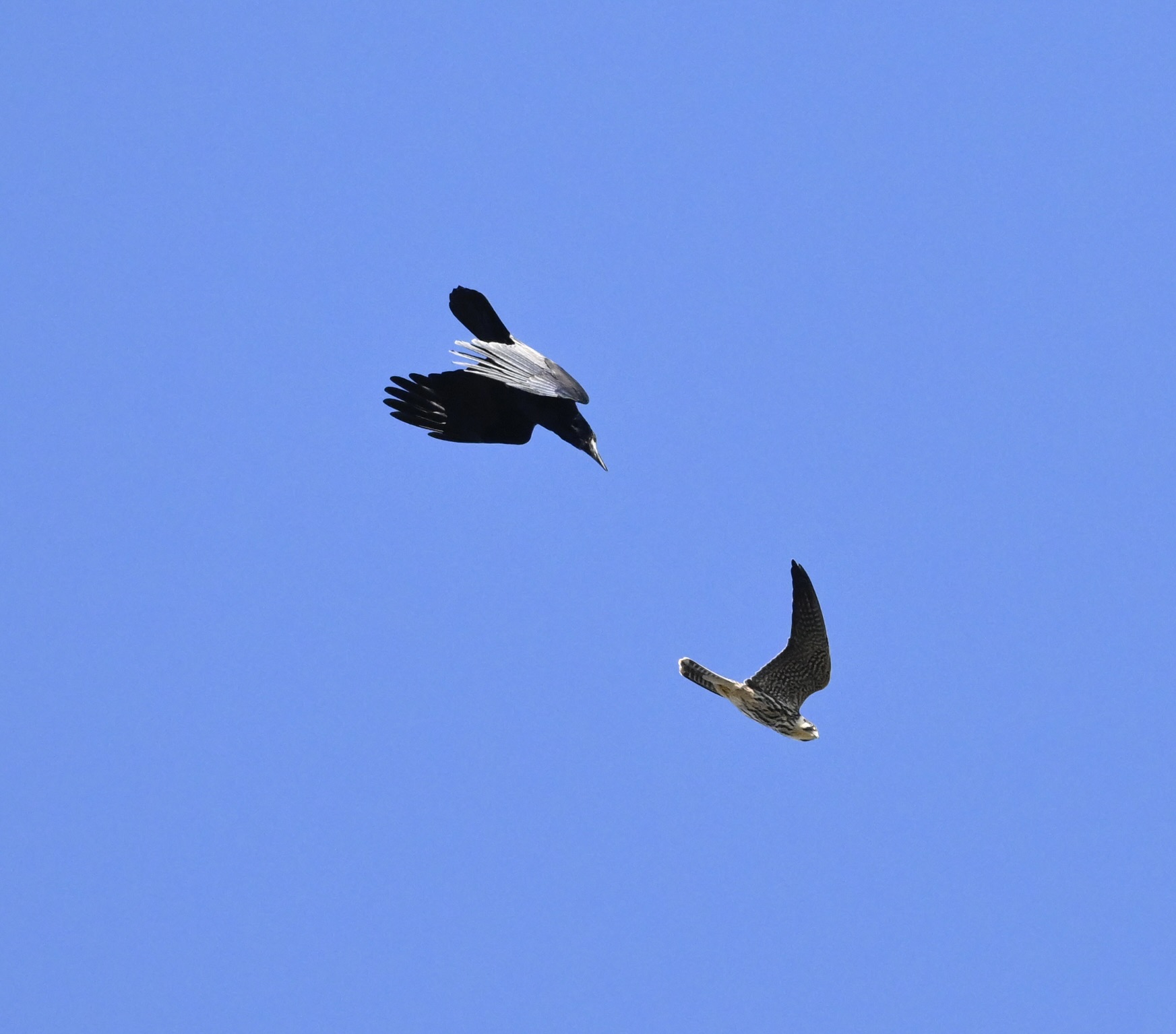 Rook - 19-09-2025
