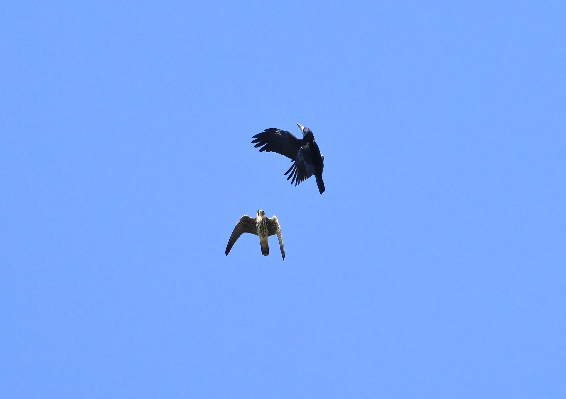 Rook - 19-09-2025