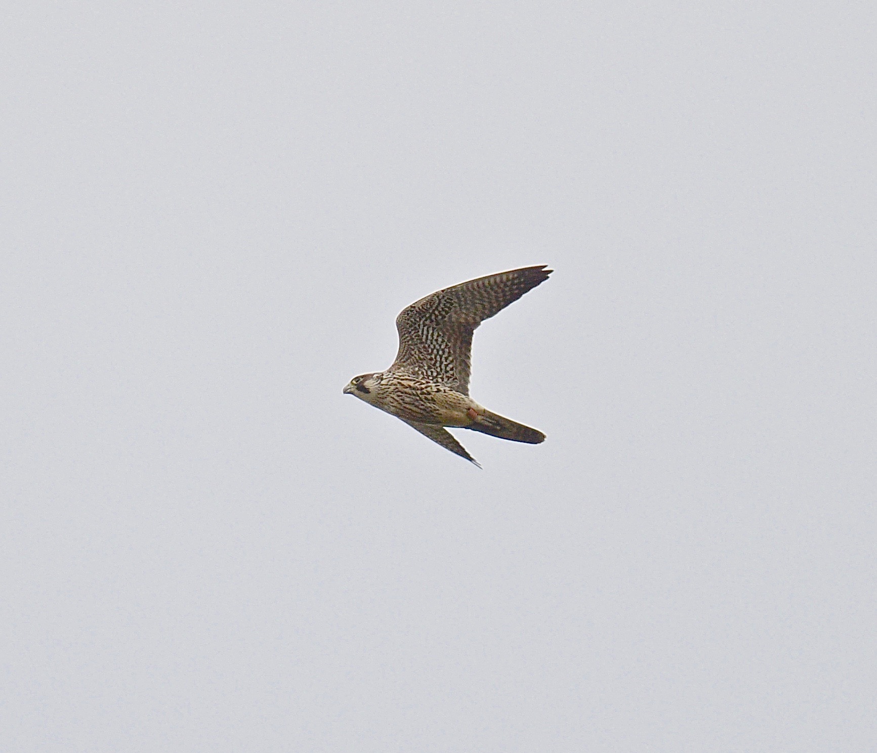 Peregrine - 24-08-2023