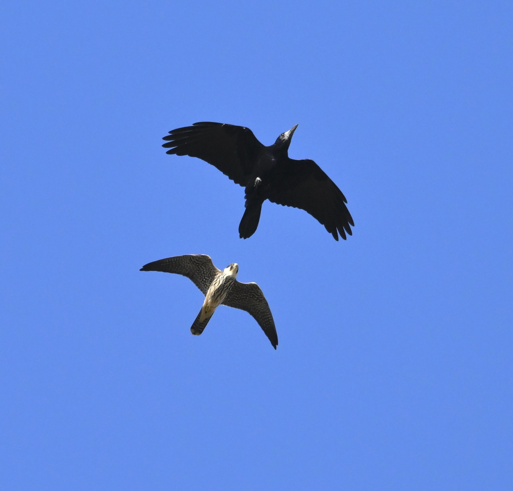 Rook - 19-09-2025