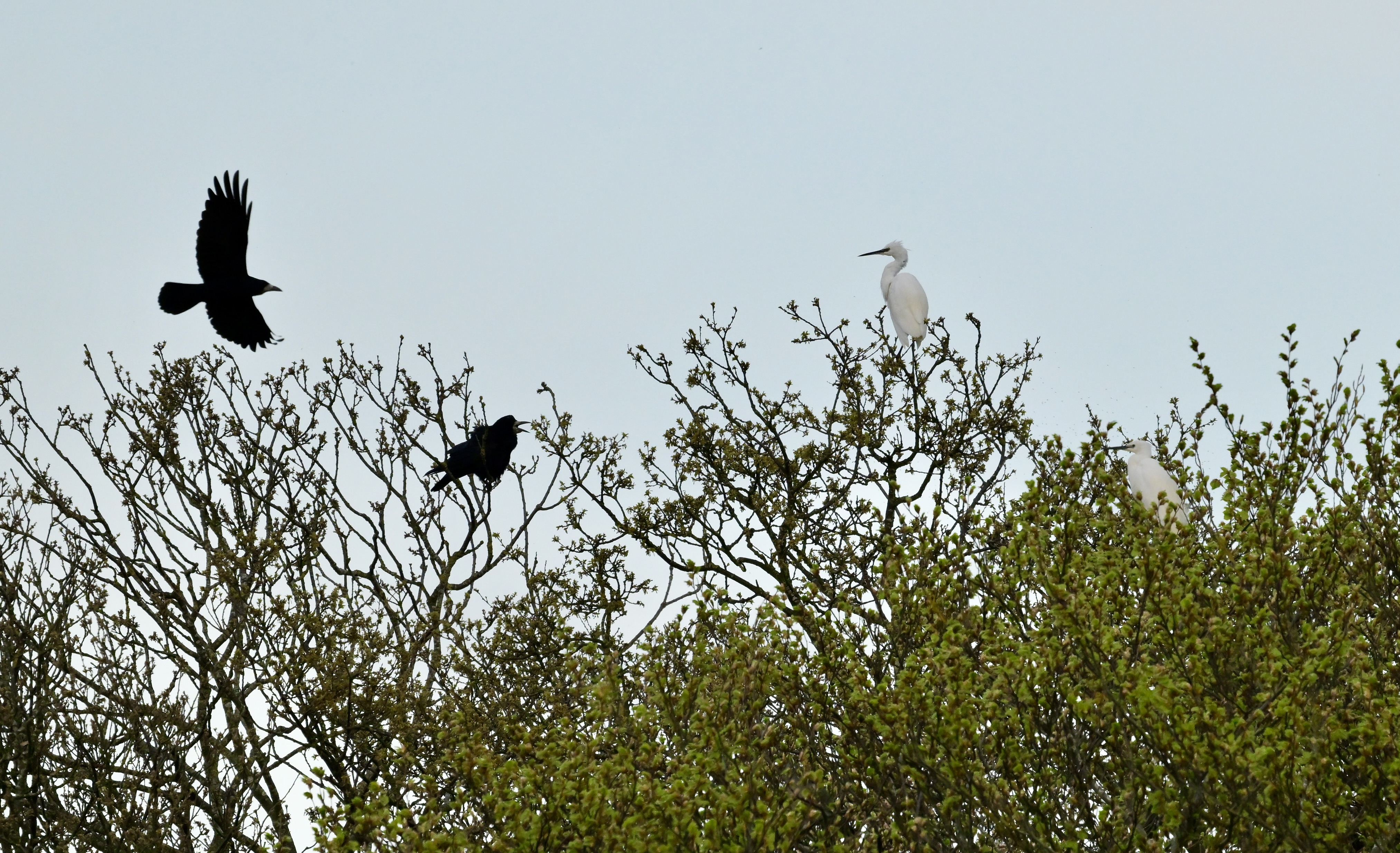 Little Egret - 16-04-2026