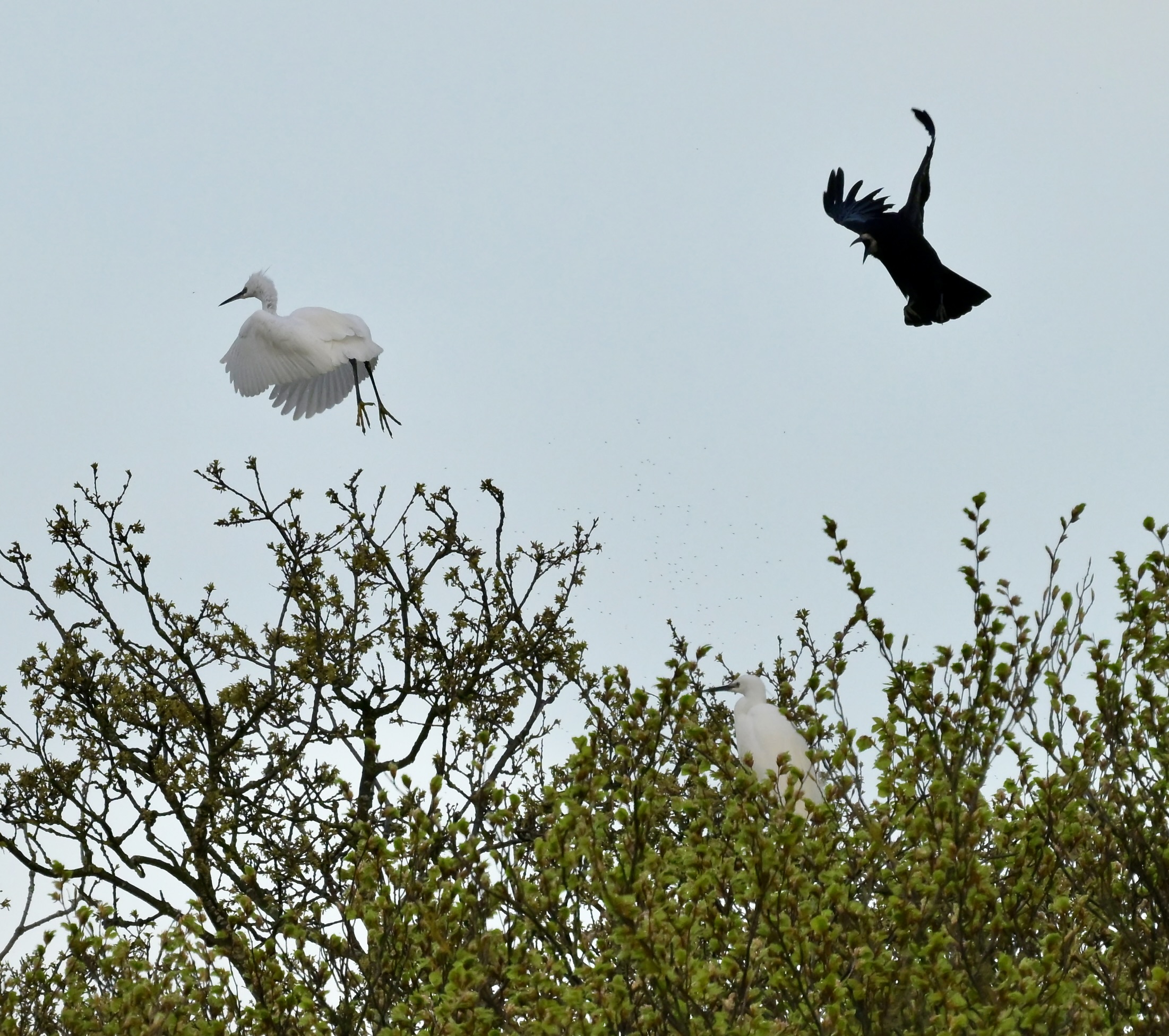 Little Egret - 16-04-2026