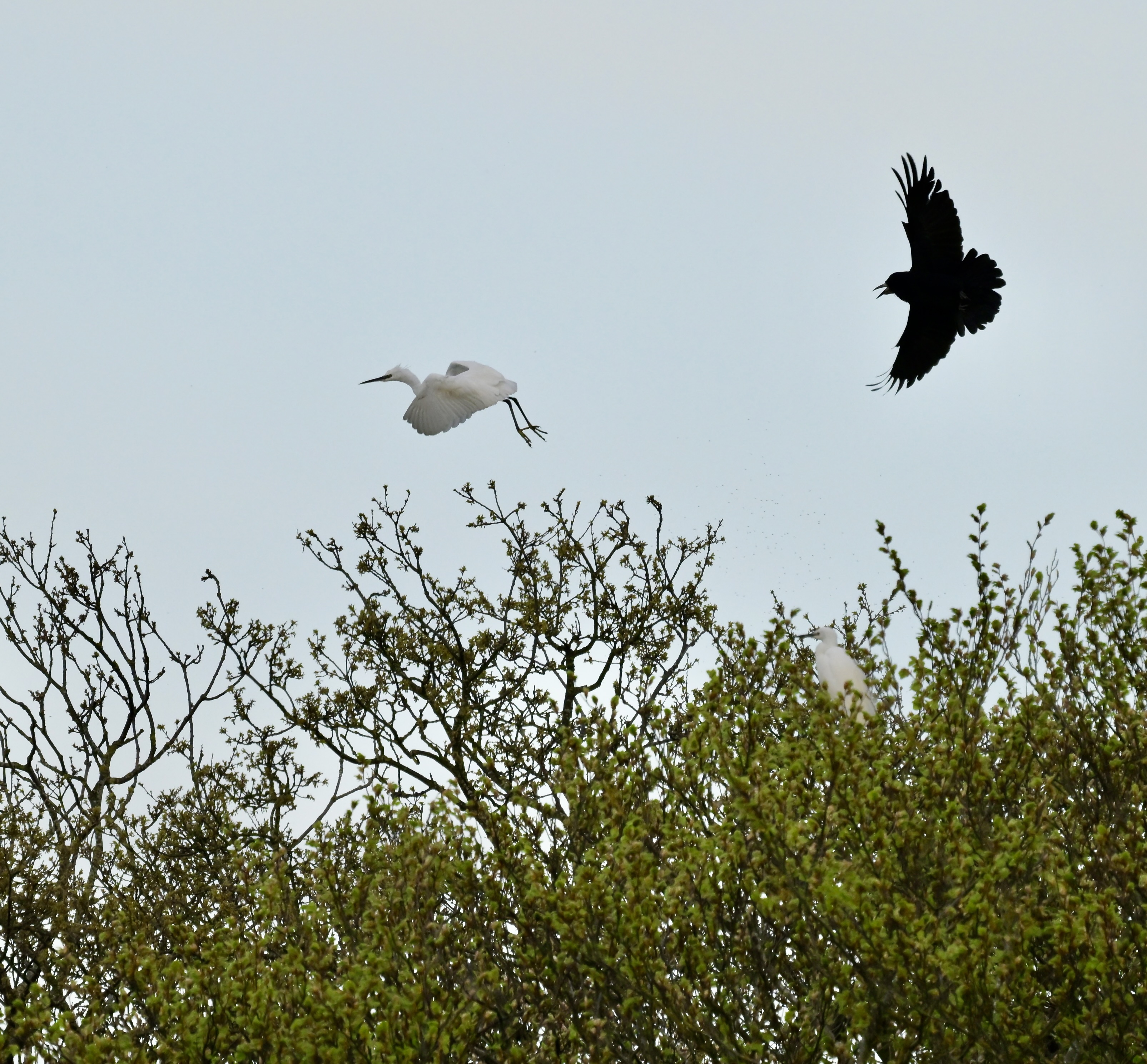 Little Egret - 16-04-2026