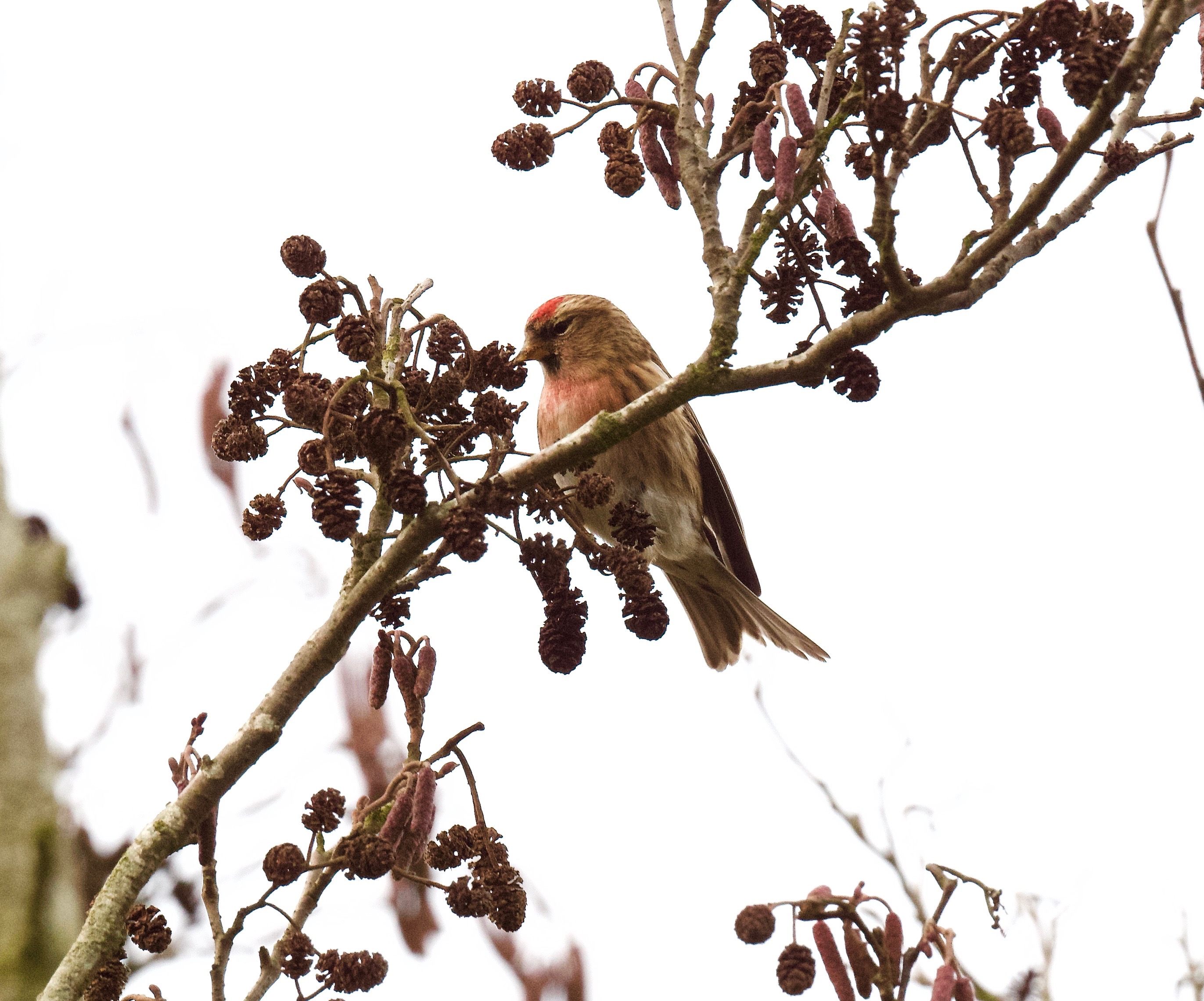 Redpoll sp. - 10-02-2023