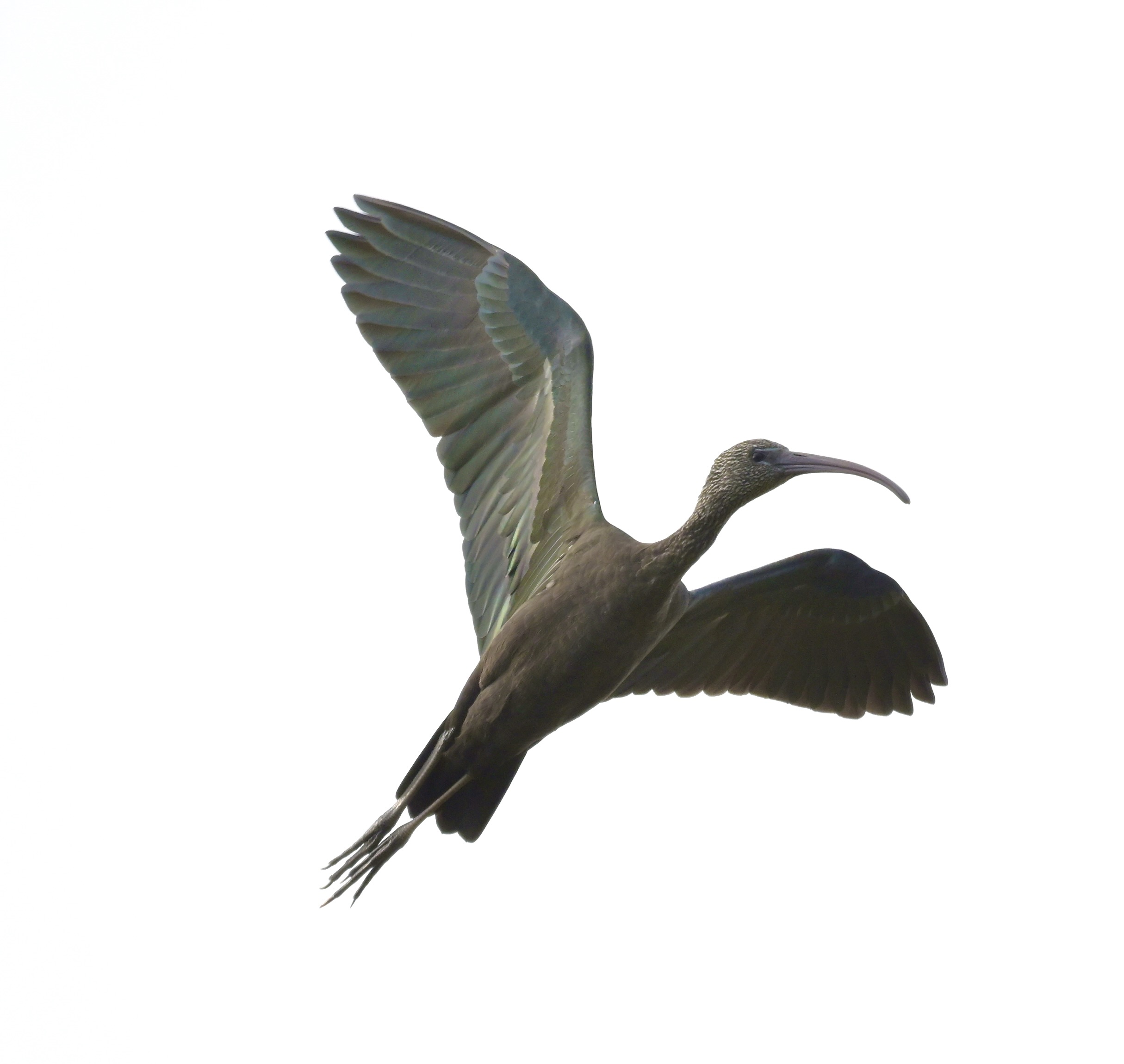 Glossy Ibis - 09-09-2026