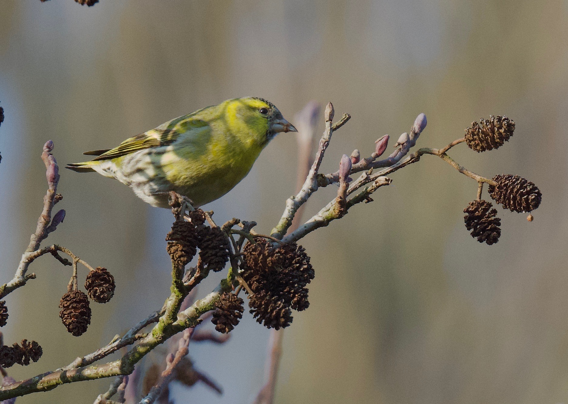 Siskin - 13-02-2023