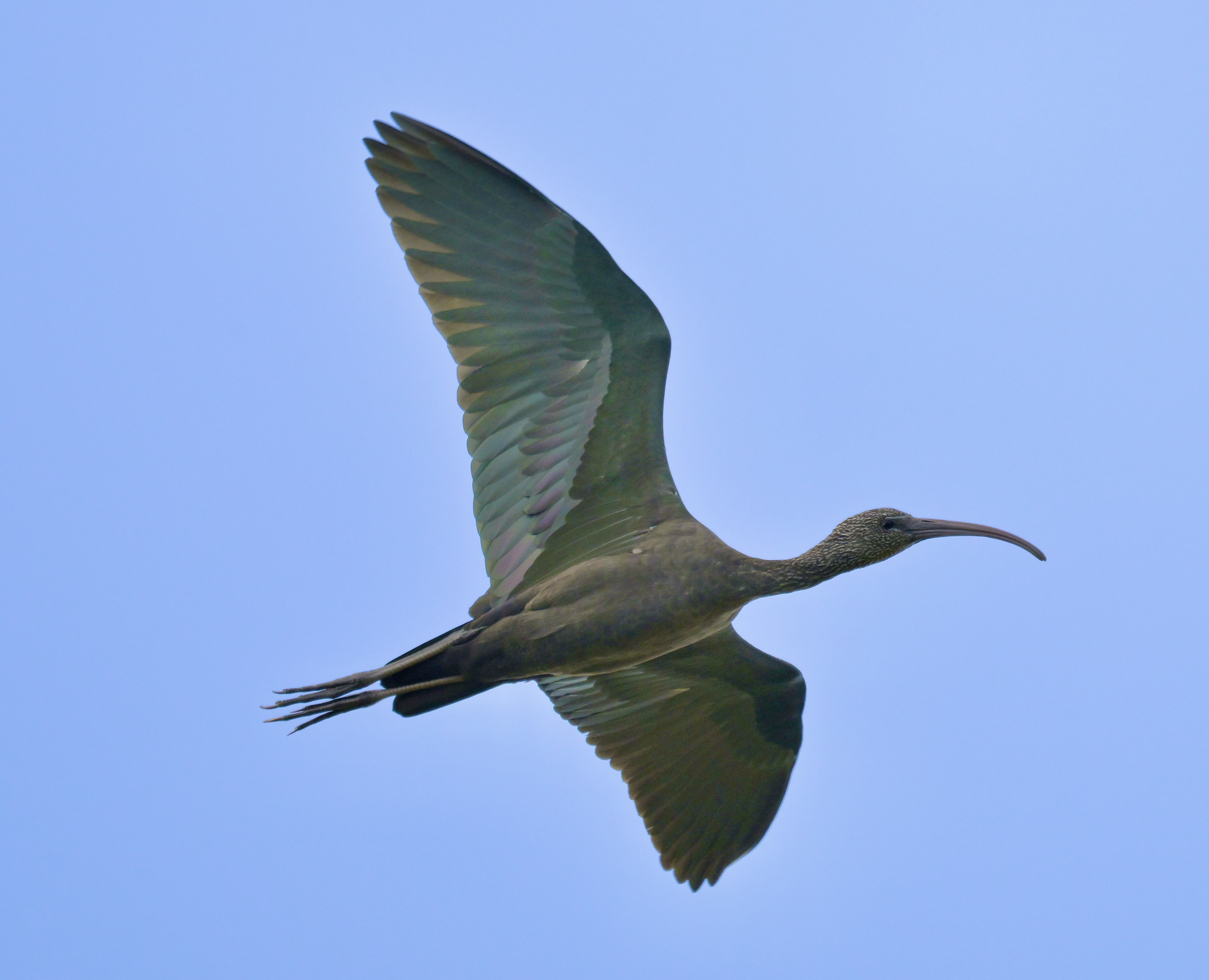 Glossy Ibis - 09-09-2026