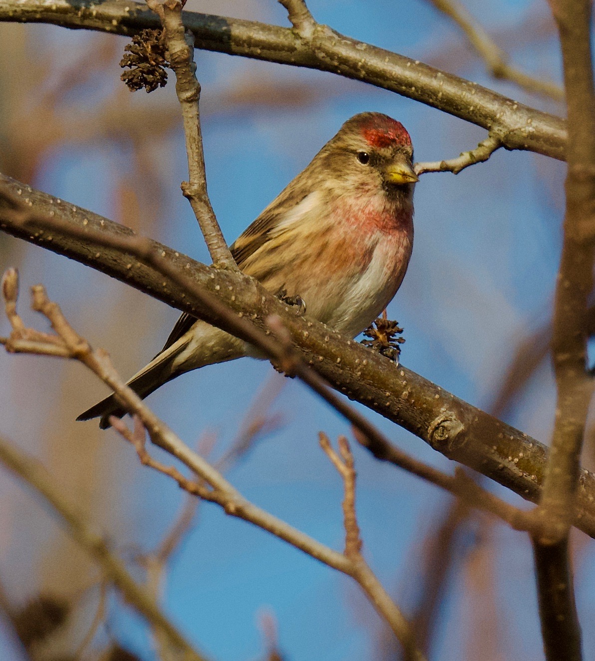 Redpoll sp. - 13-02-2023