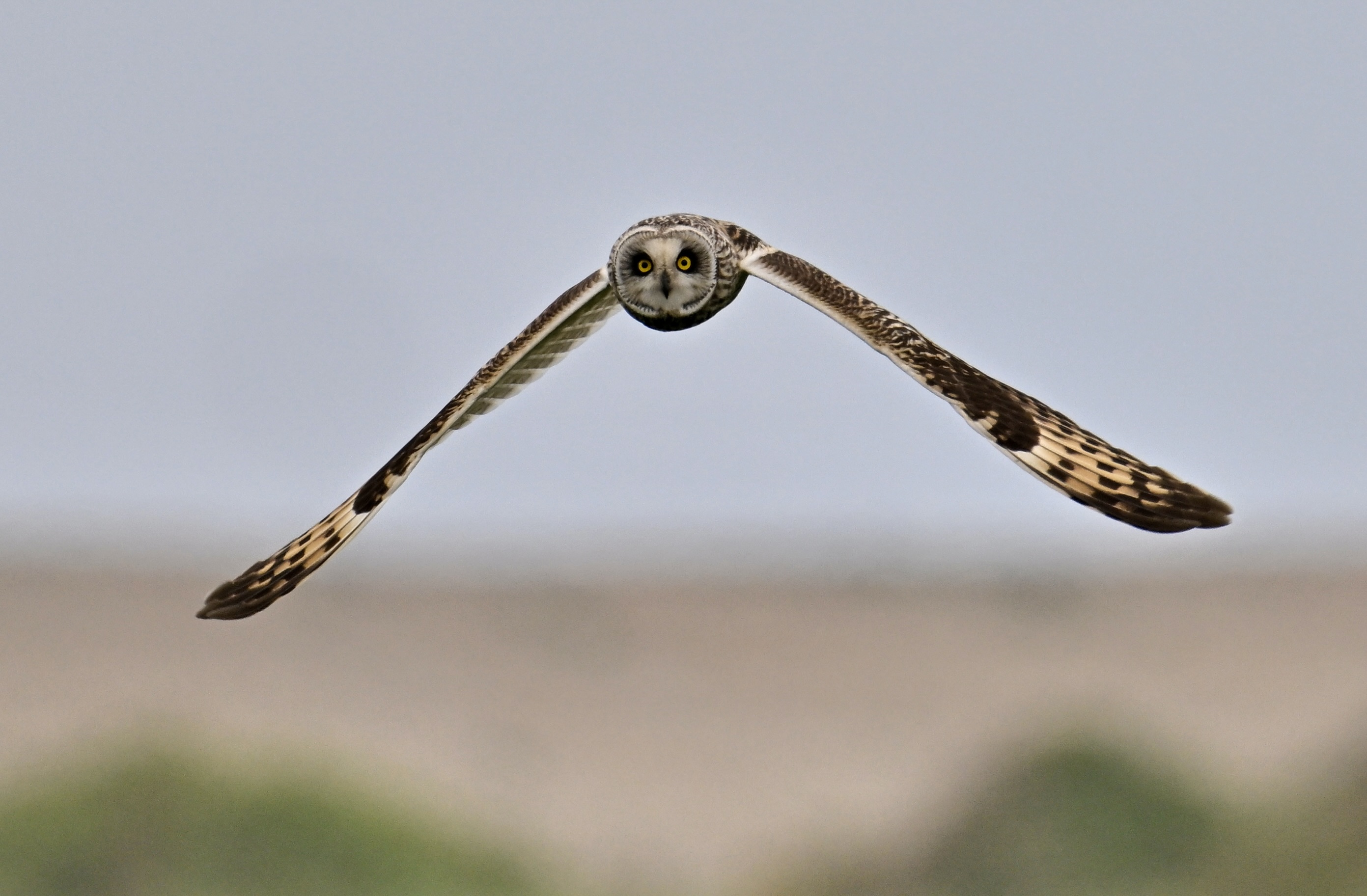 Short-eared Owl - 07-05-2024
